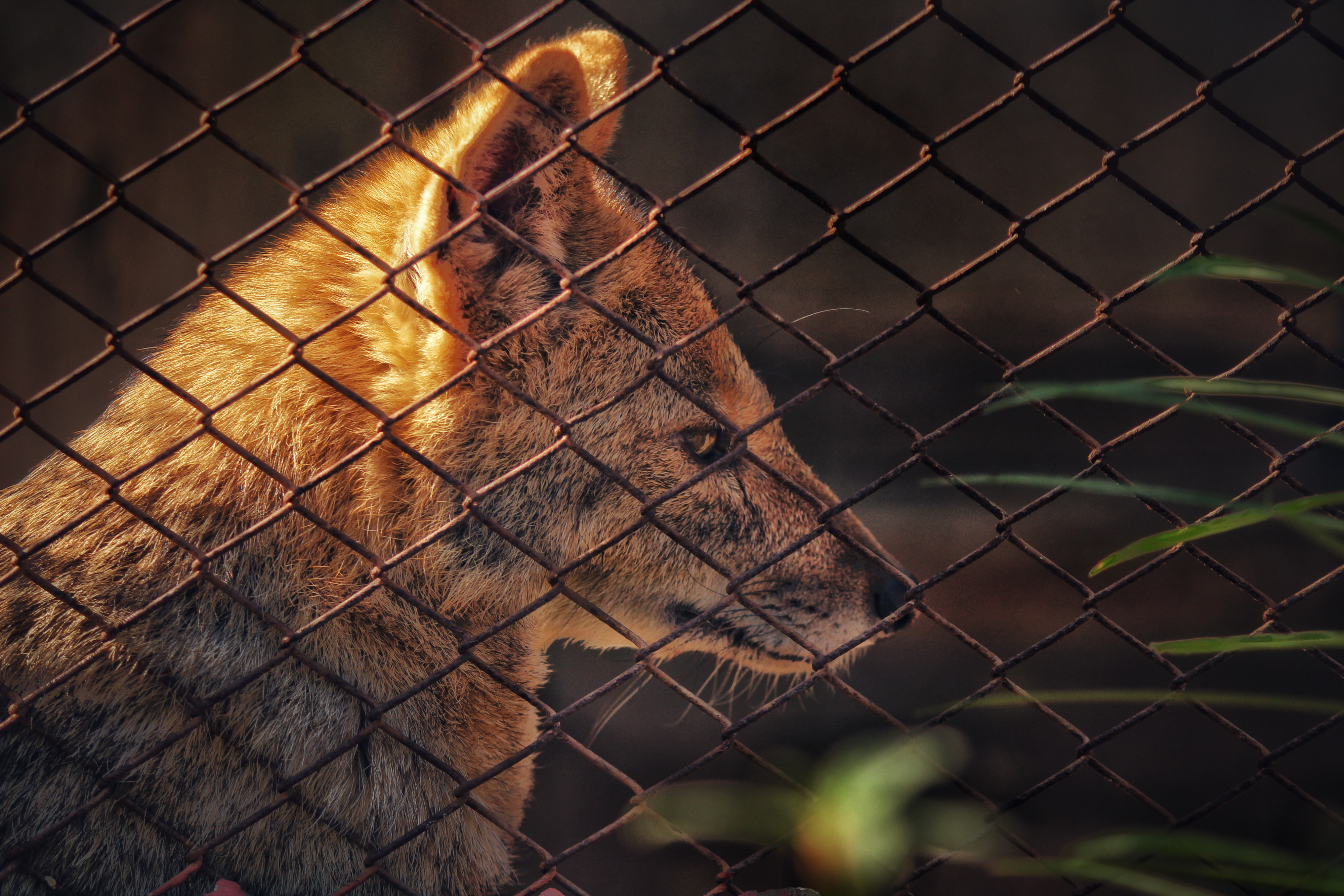 Fox behind the cage