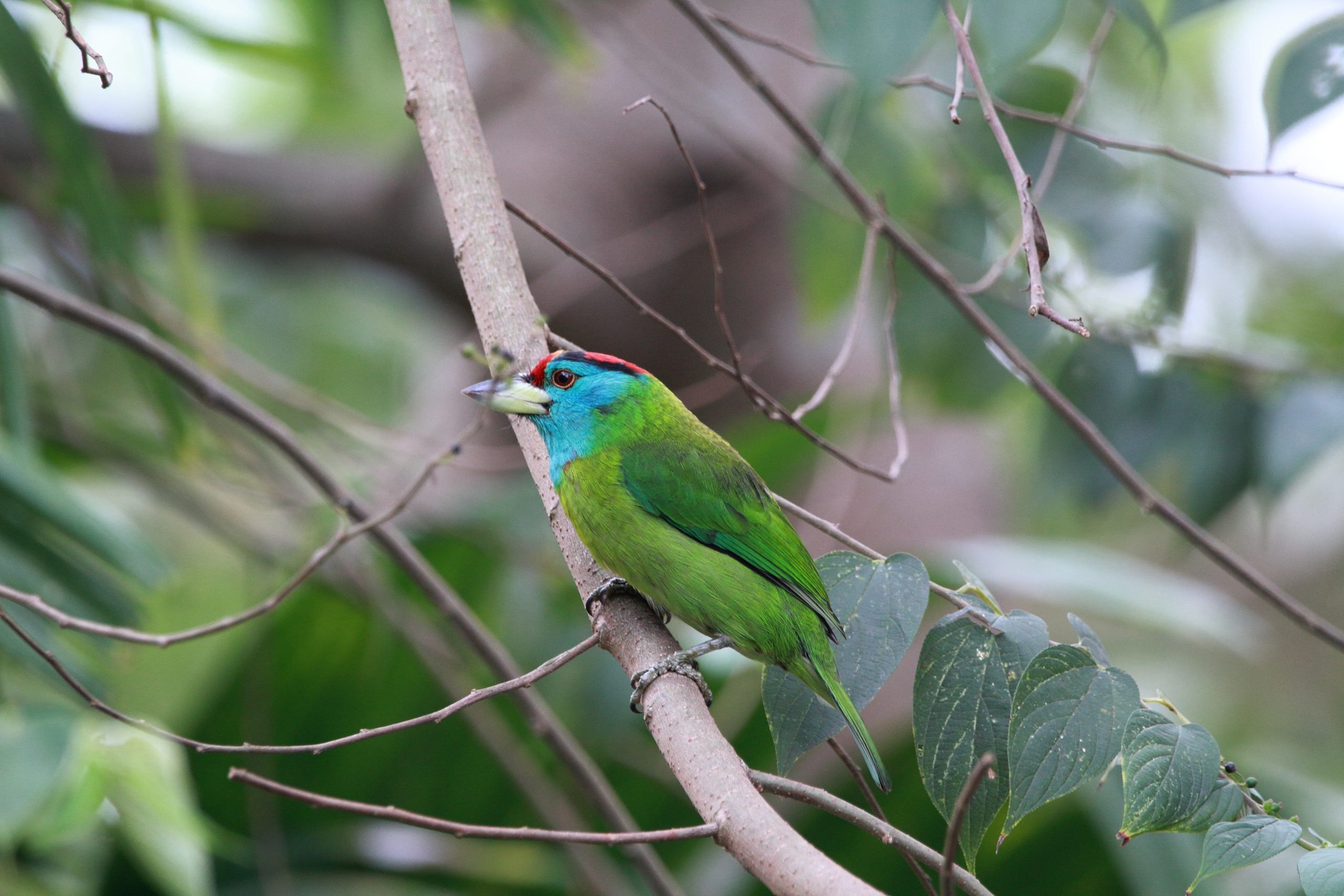 A Blue Throated Barbet Perching