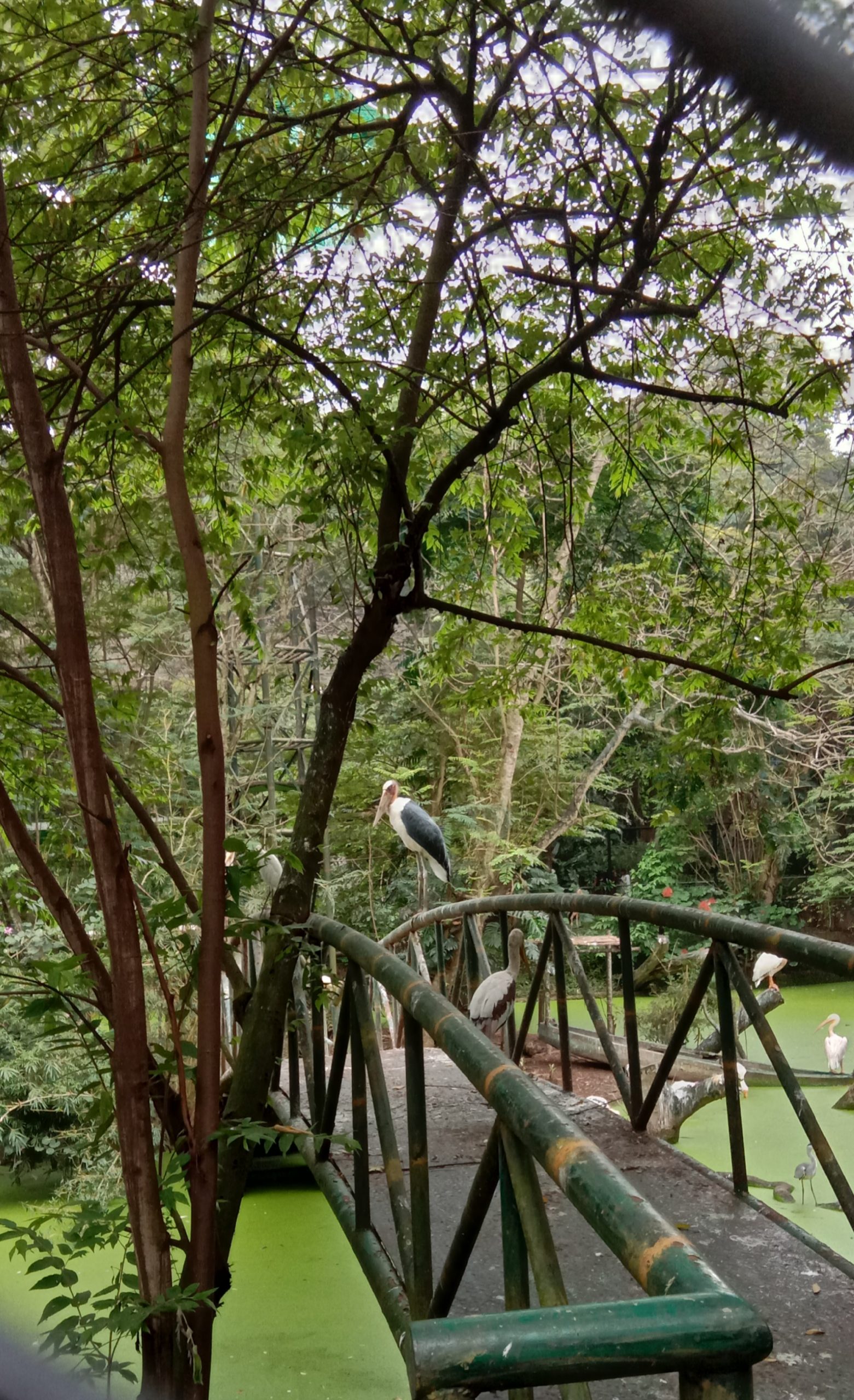 A Bridge on a Greenery Forest