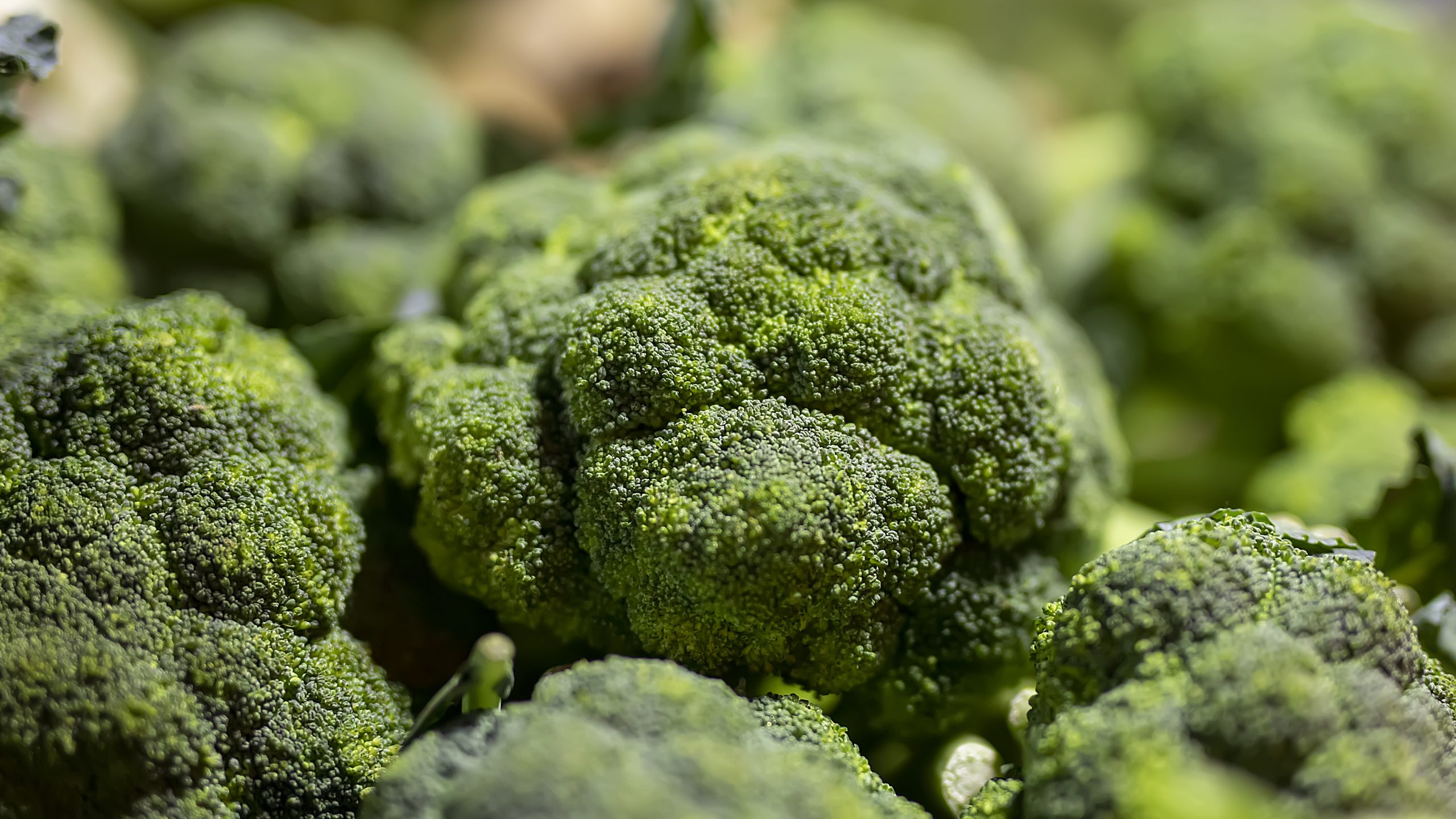 A Broccoli on Focus