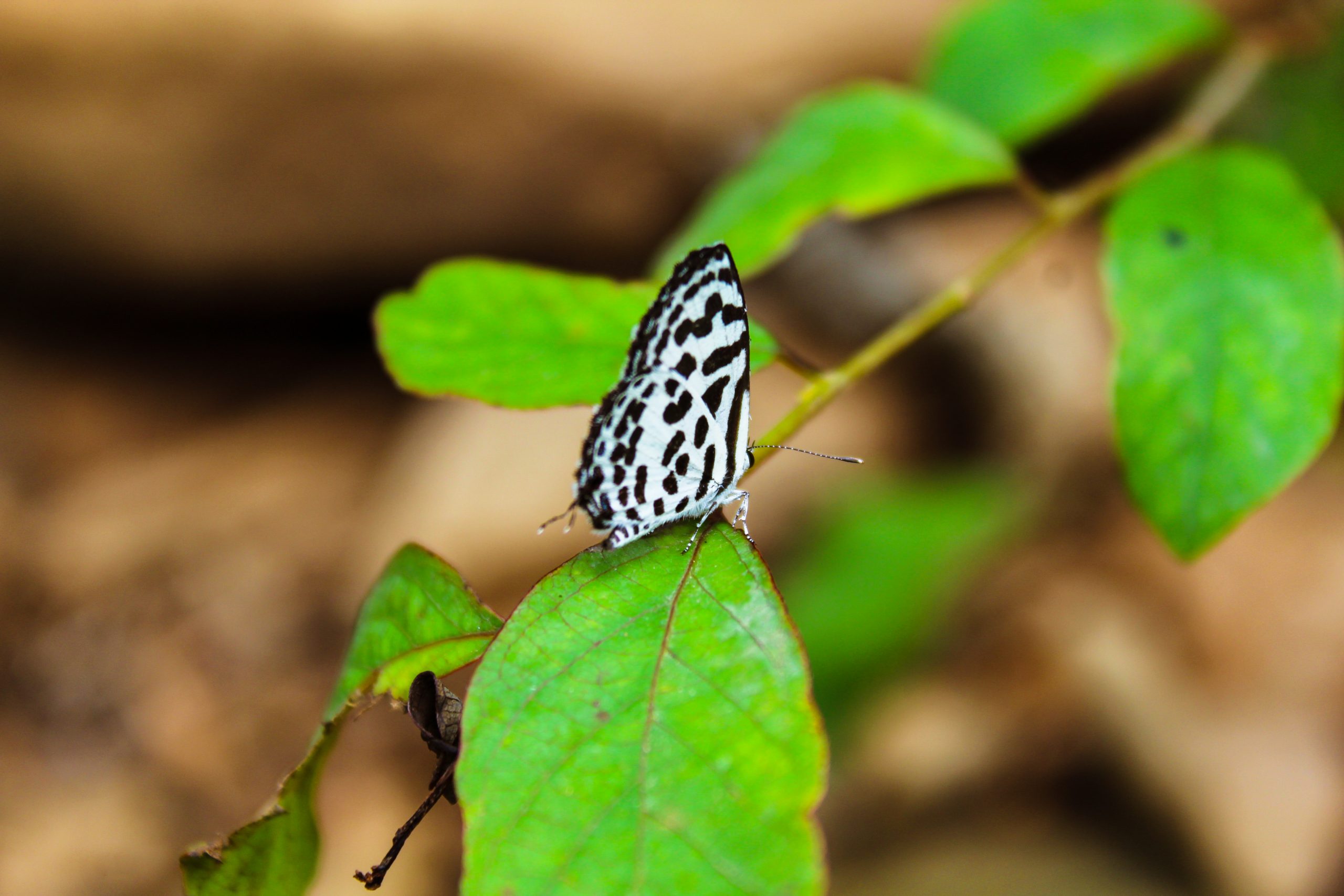 A Butterfly on the leaf