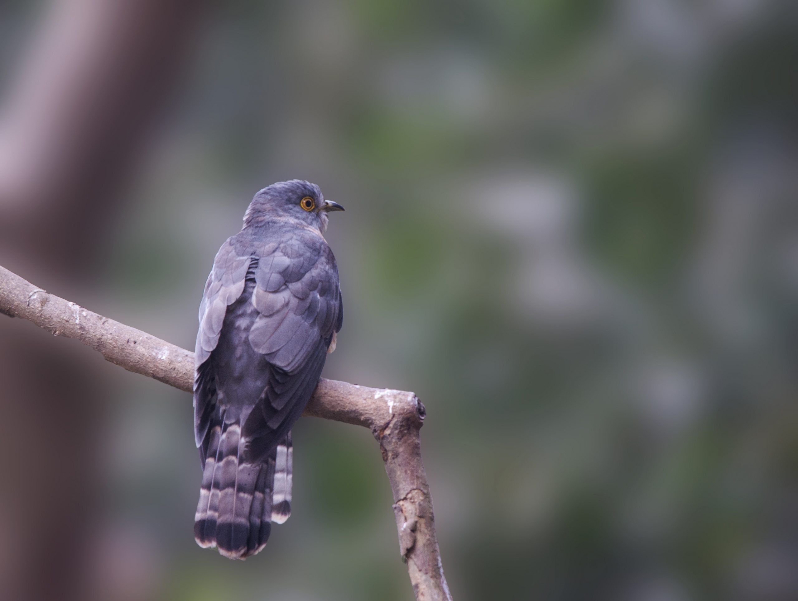 A Common Hawk Cuckoo