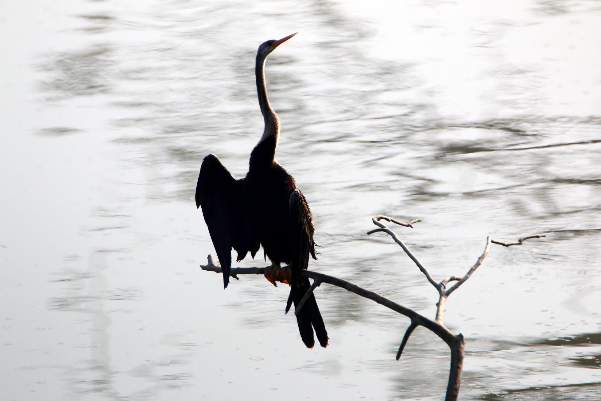 A Darter on a tree