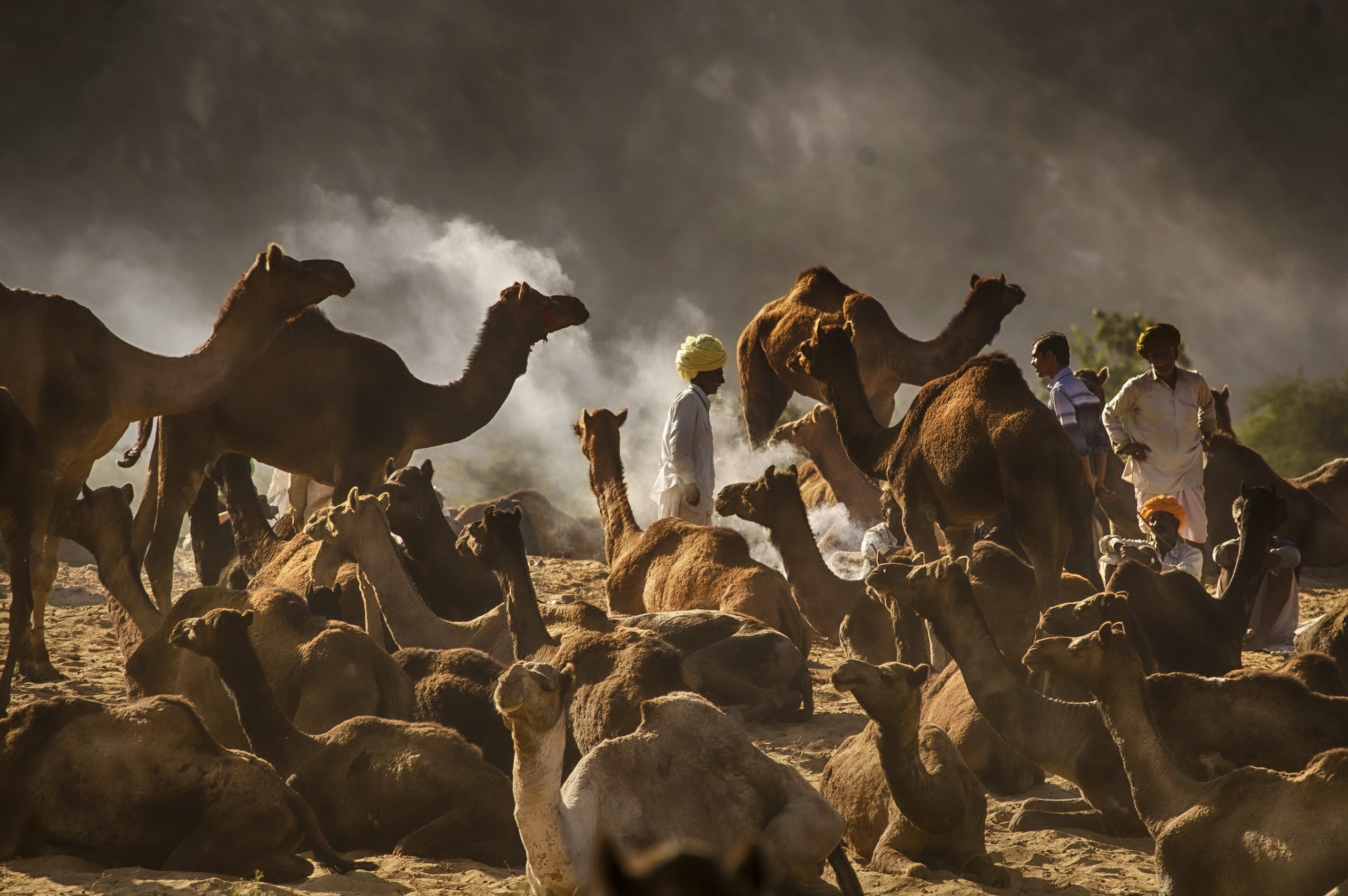 A Herd of Camel in the Desert