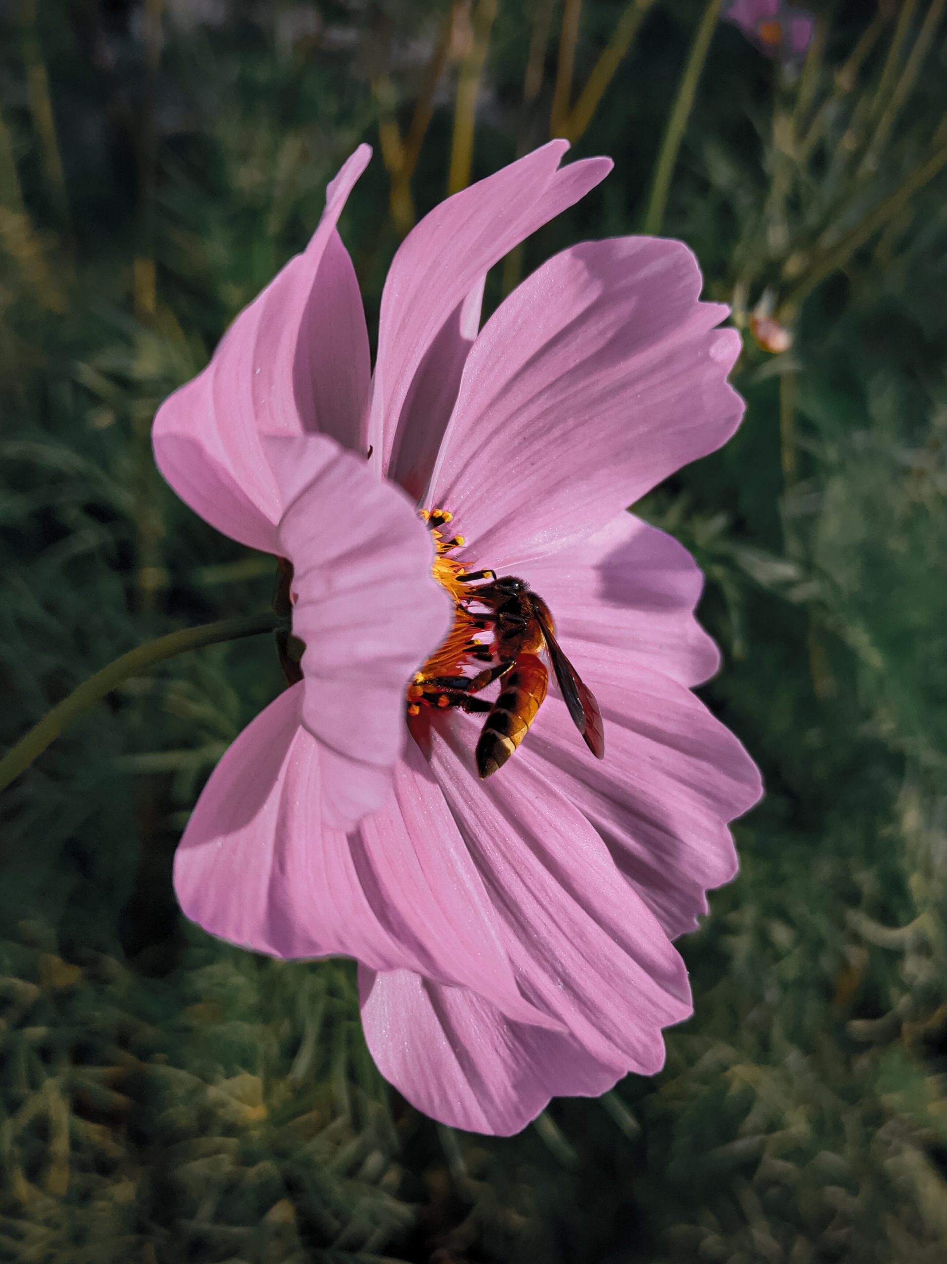A Honey bee consuming nectar