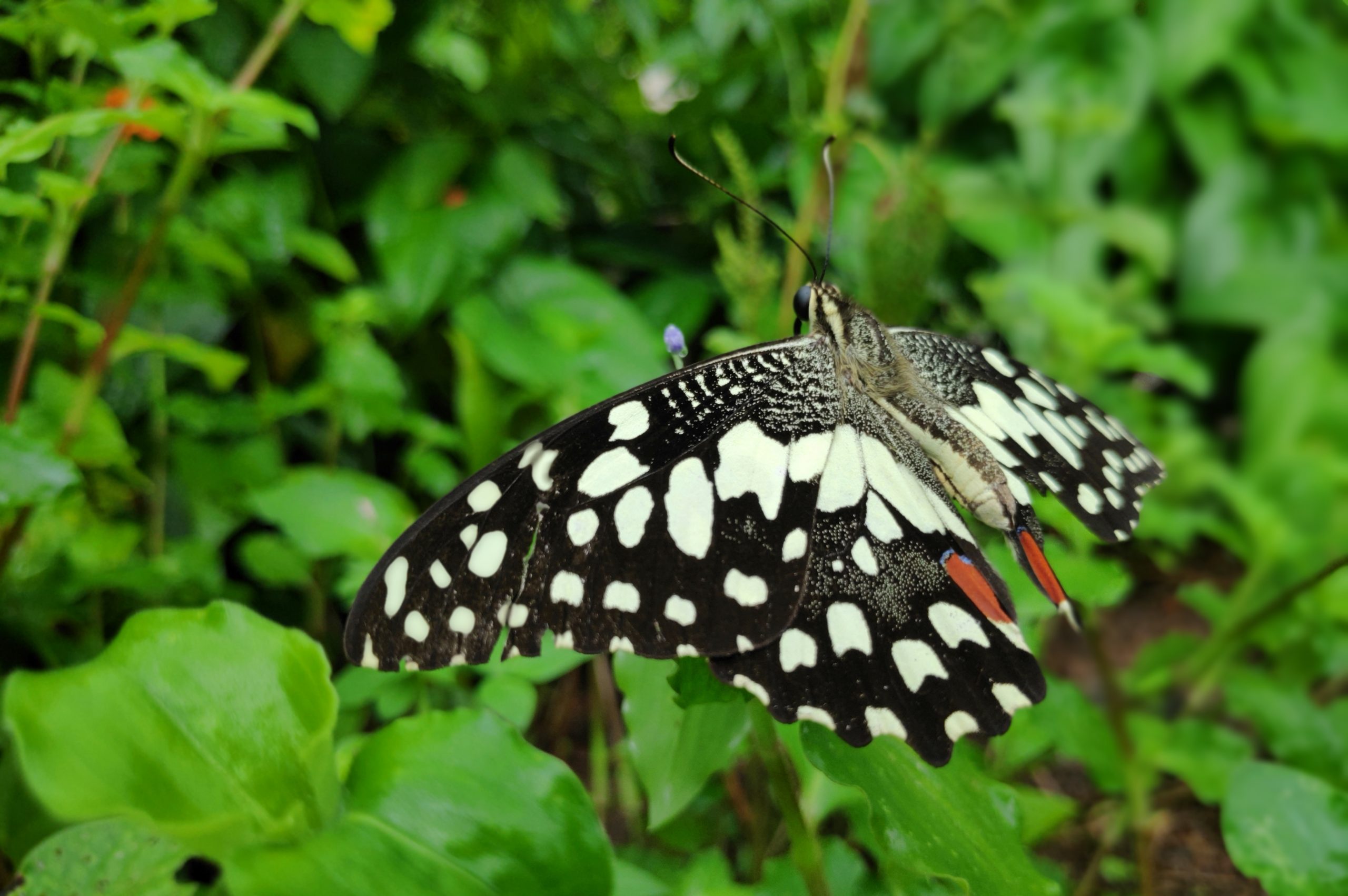 A Lime Swallowtail Butterfly