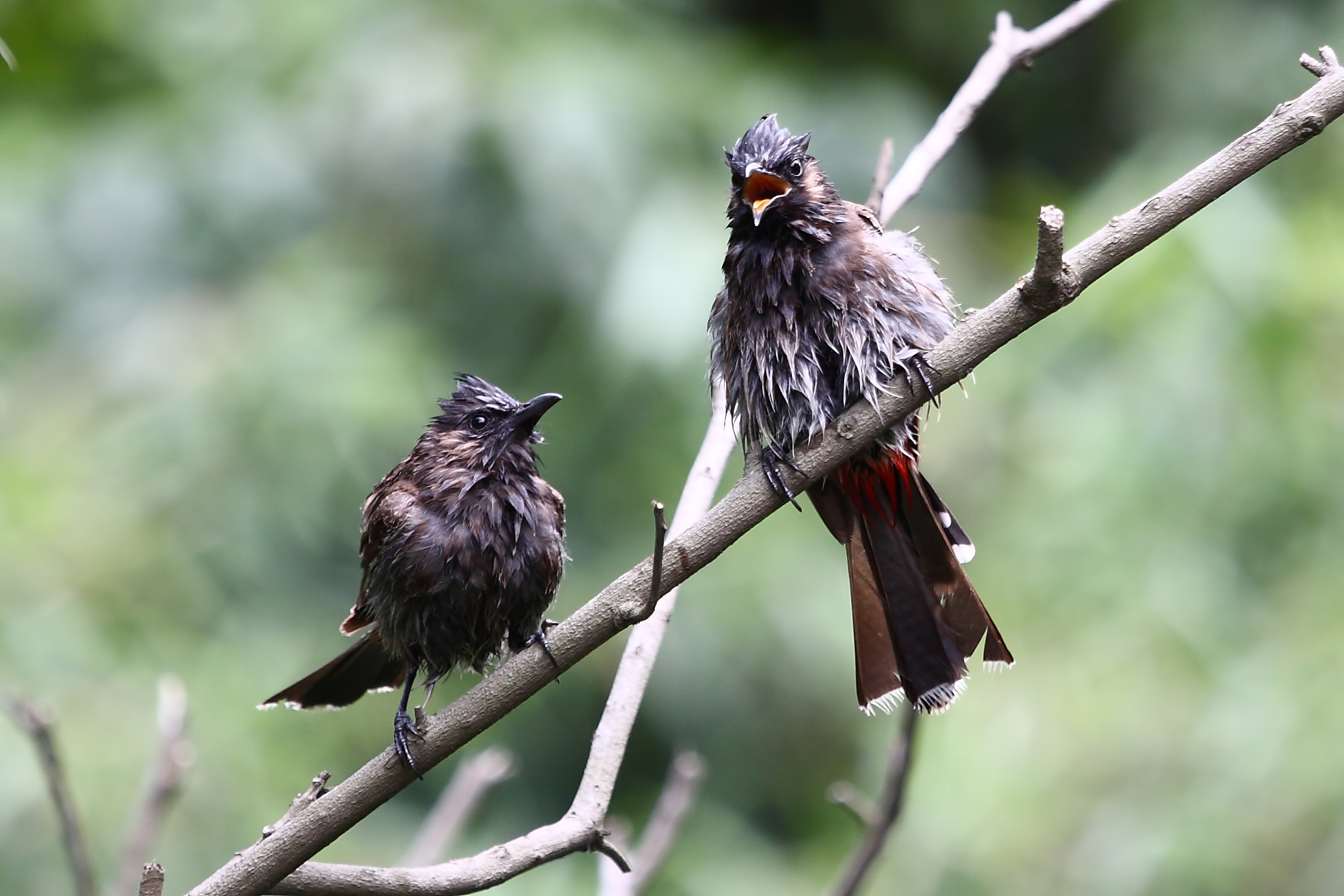 A Pair of Red vented Bulbul