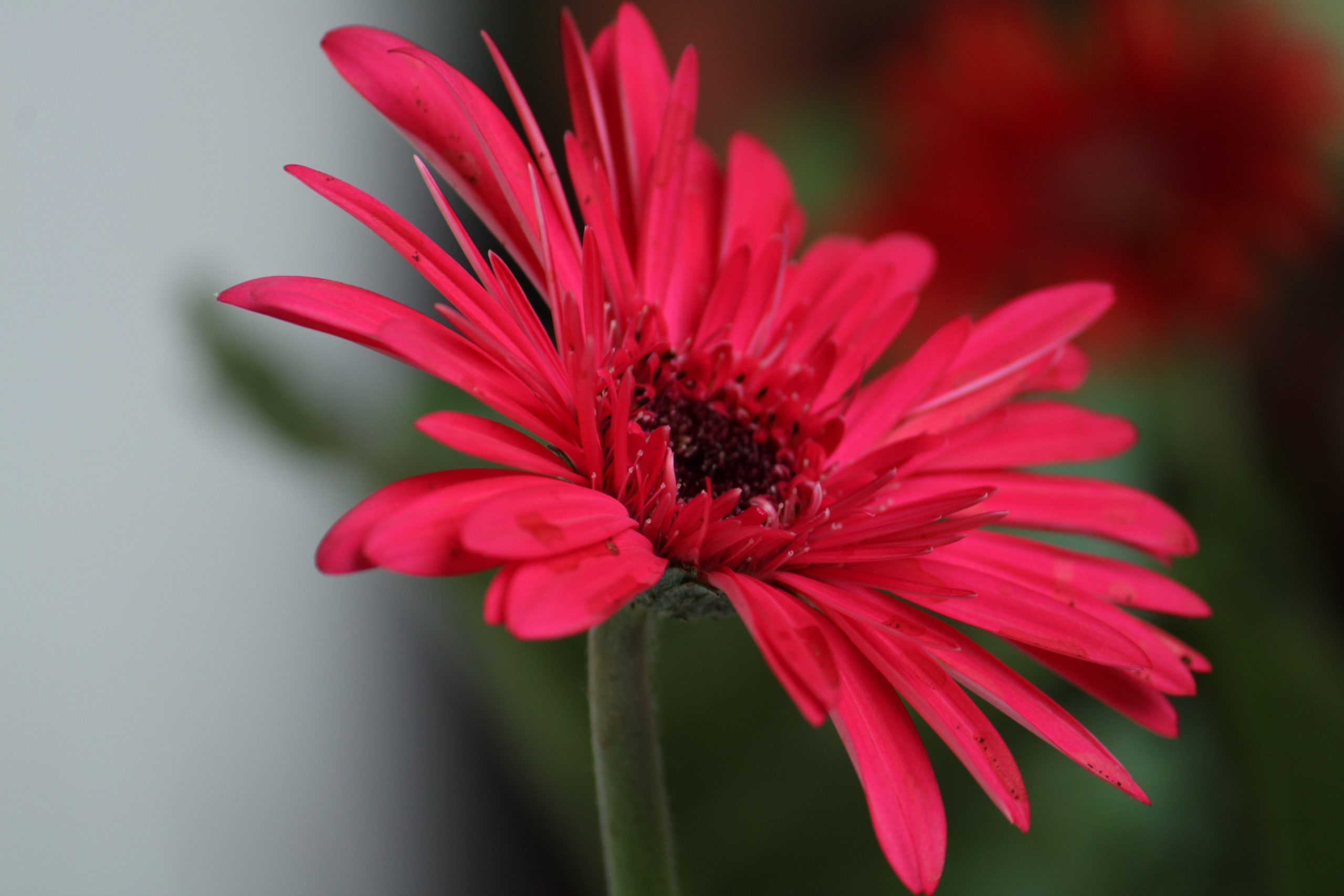 A Pink flower fully bloom