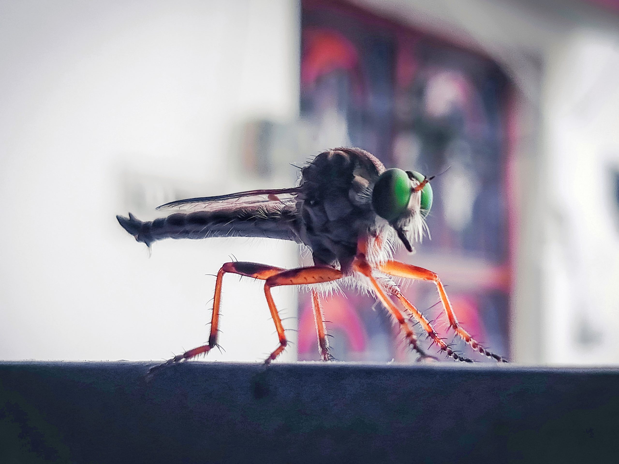 A Robberfly