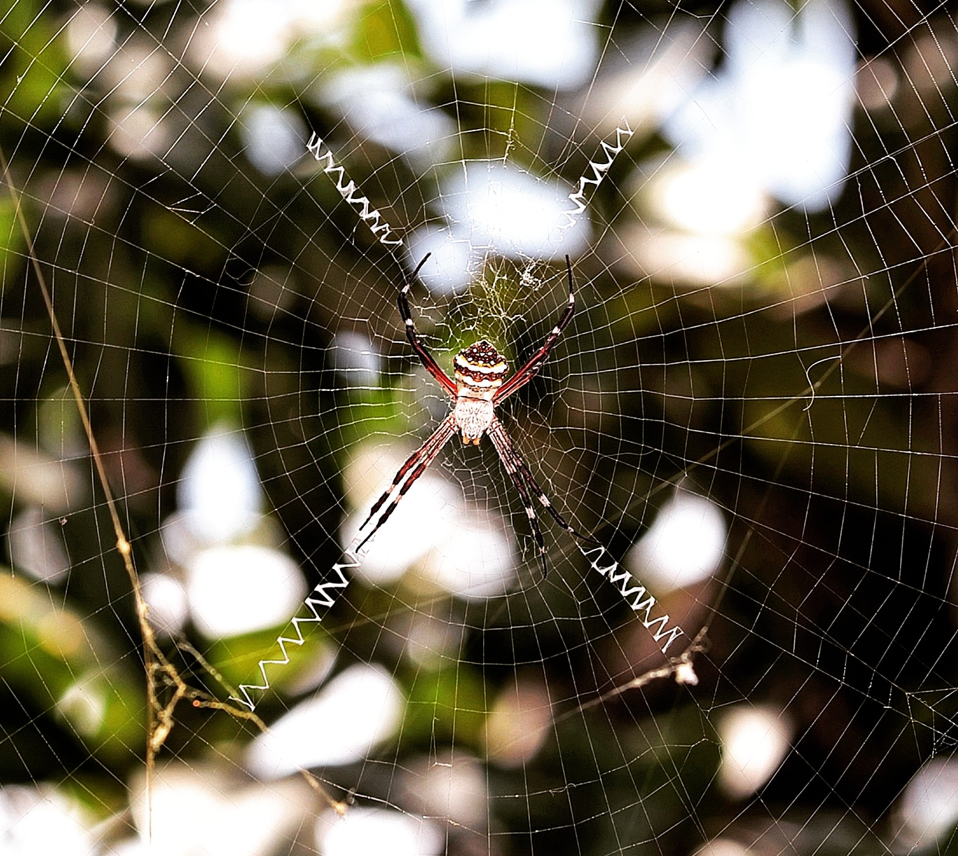 A Spider's web