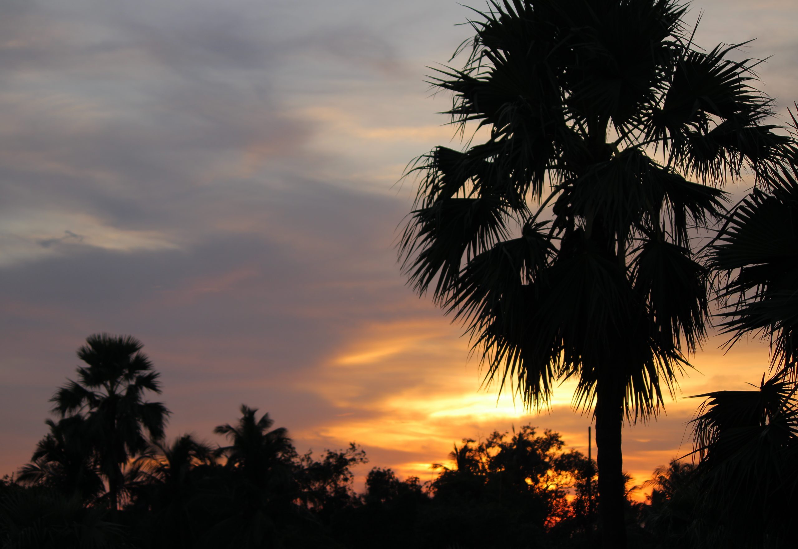 A Sunset Shot Behind A Tree