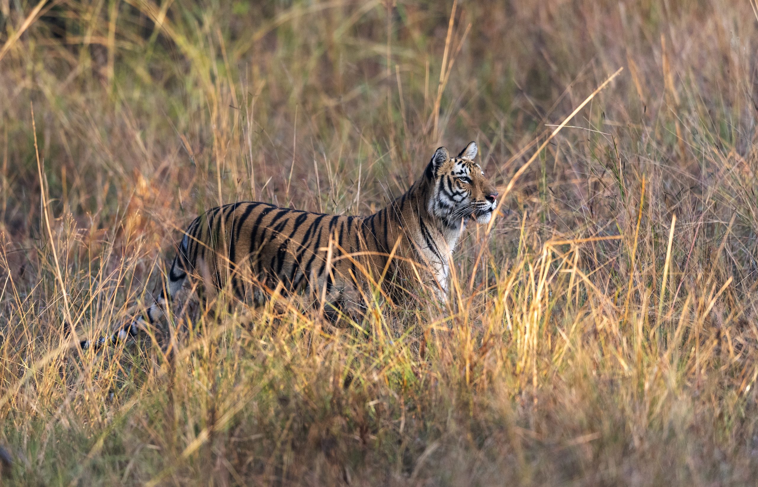 A Tiger in wildlife sanctuary