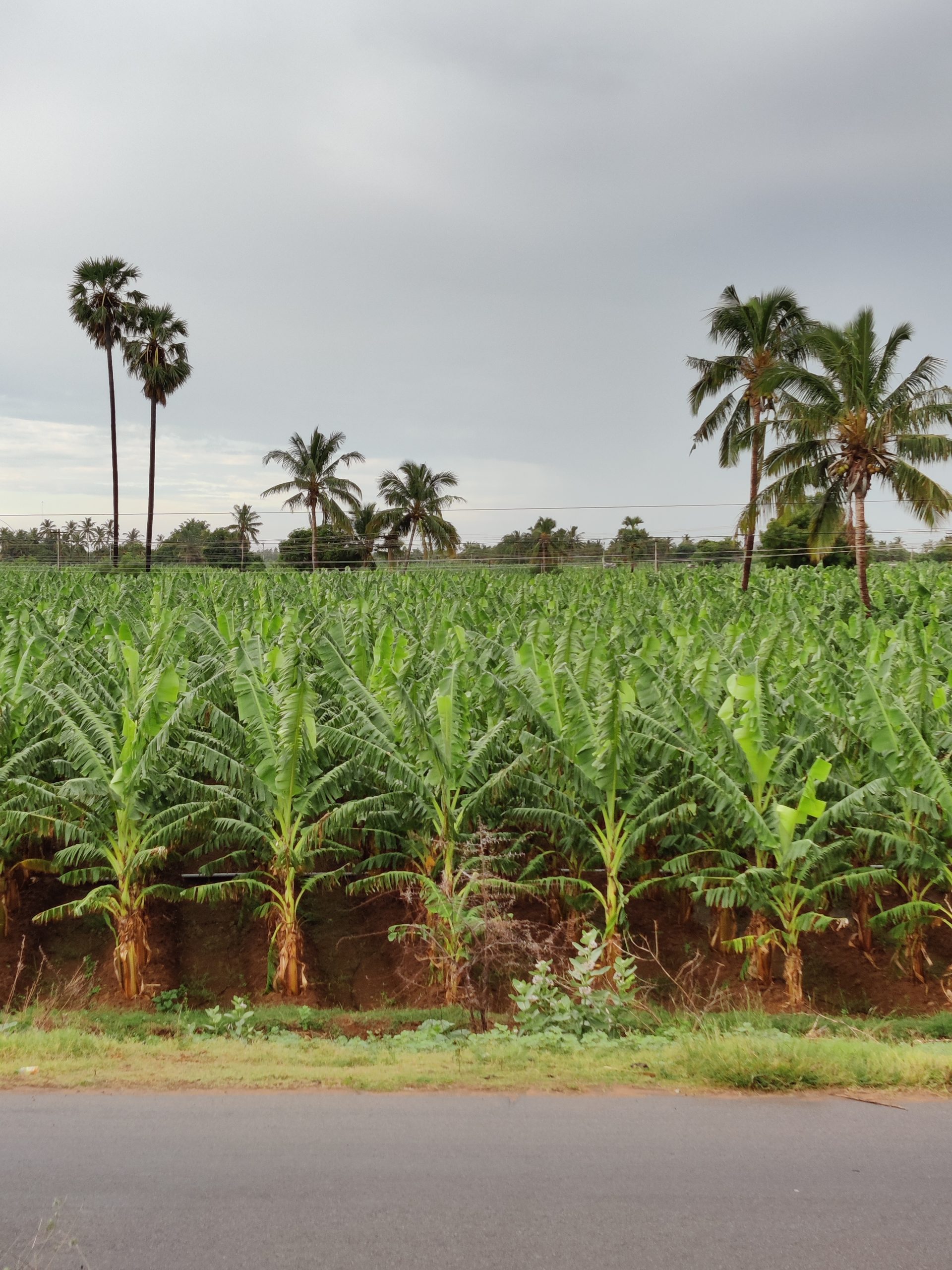 A banana farm on the highway