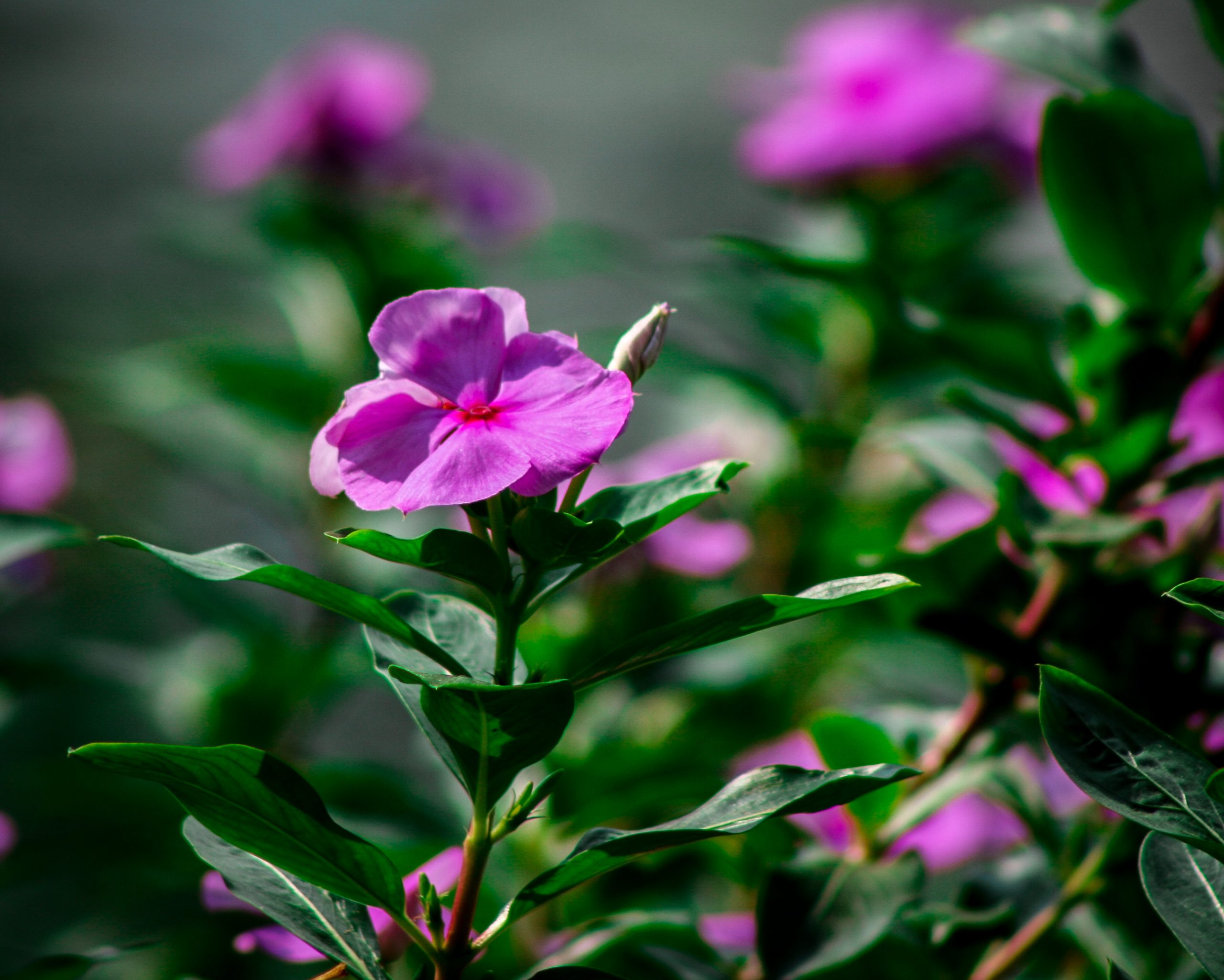A beautiful Catharanthus flower image