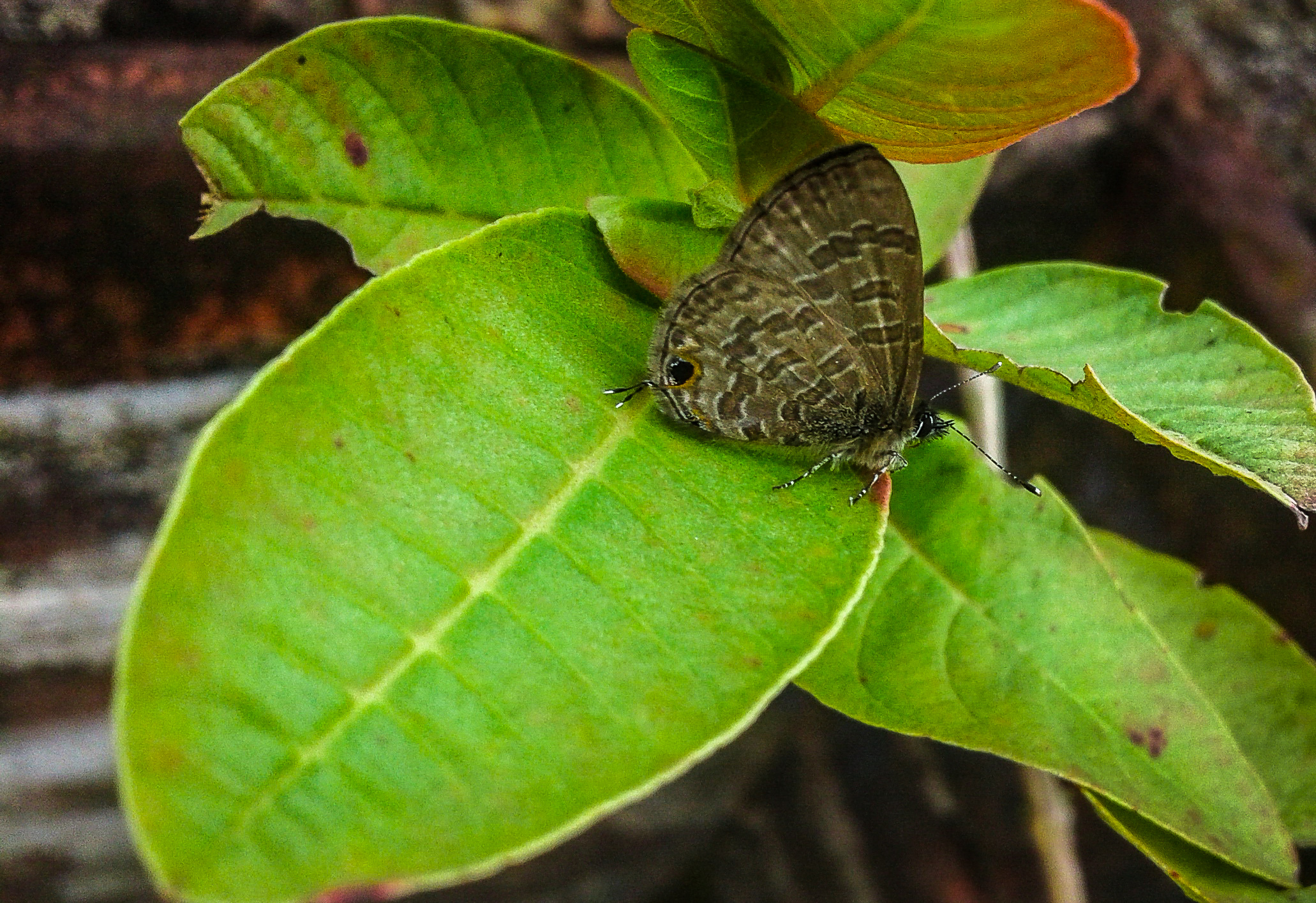 A beautiful butterfly on leaf