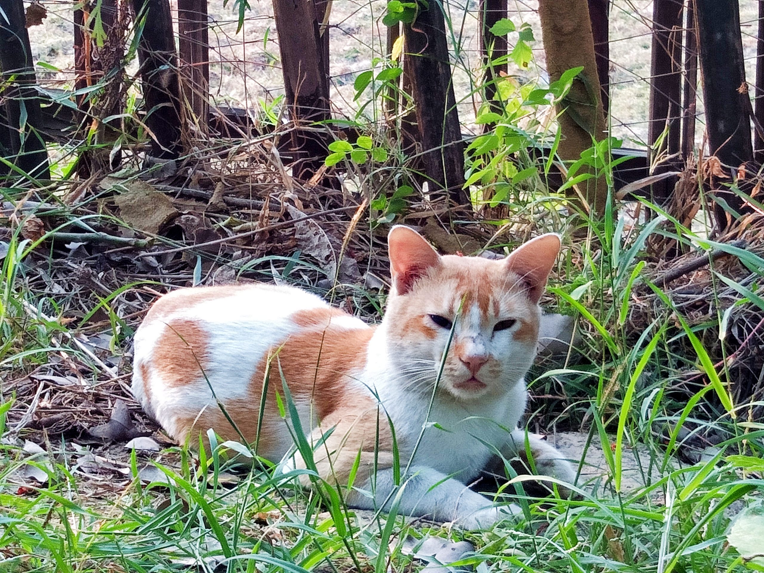 A beautiful cat in a jungle