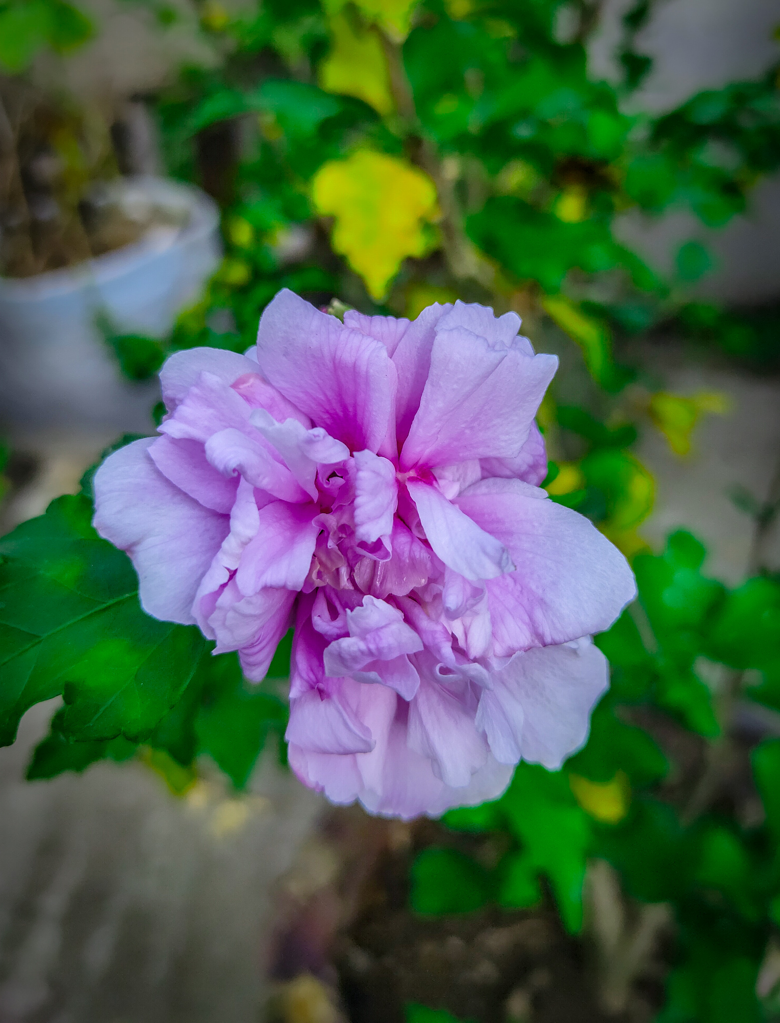 A beautiful pink flower