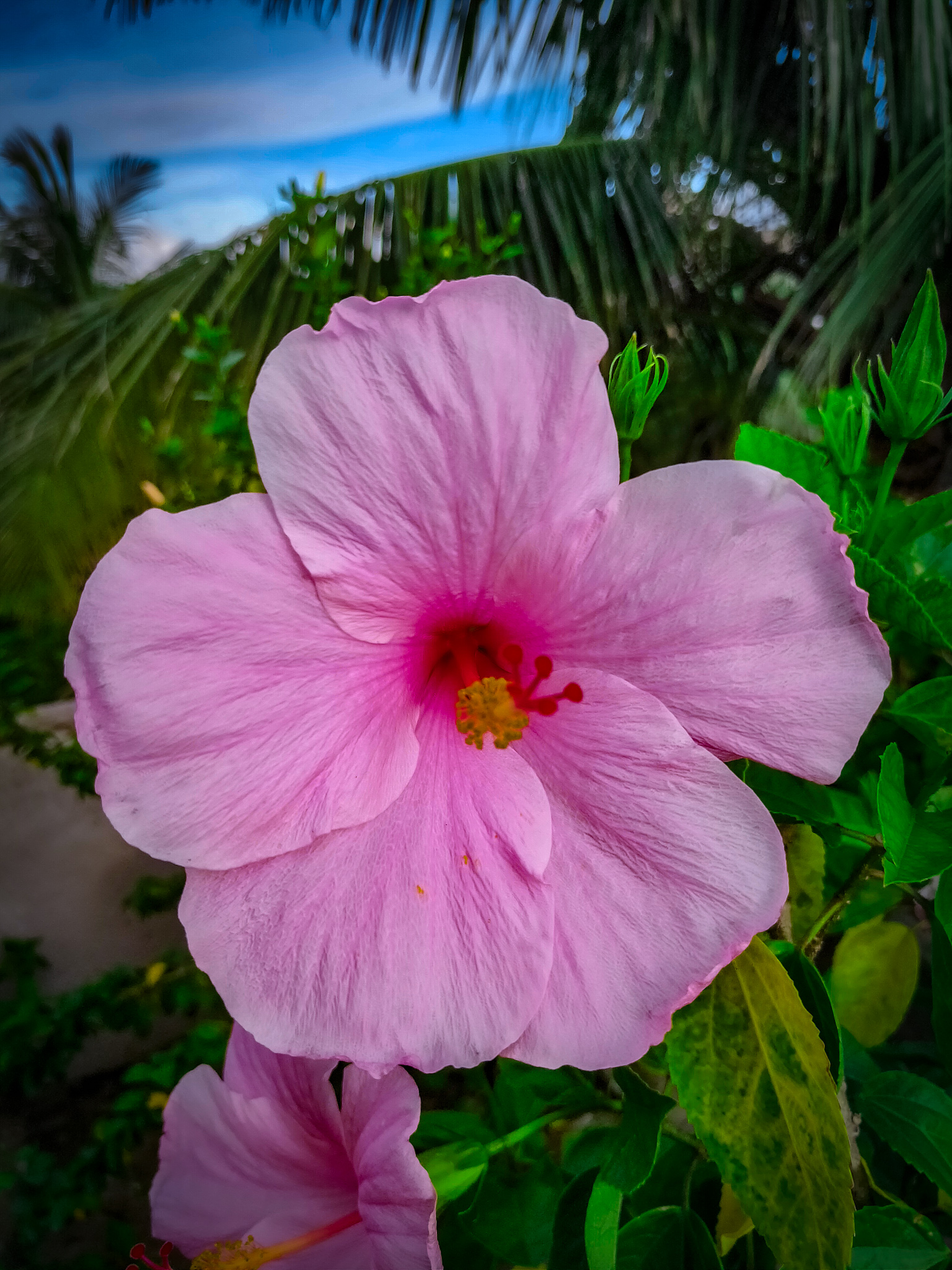 A beautiful pink hibiscus flower