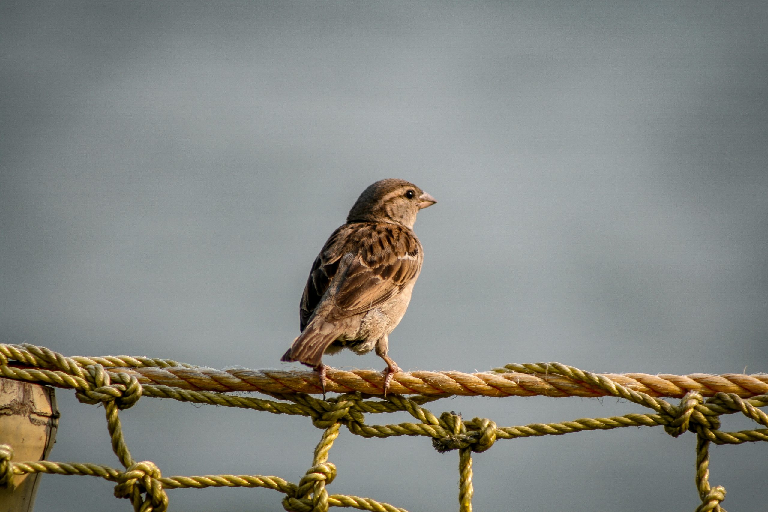 A beautiful sparrow on a rope