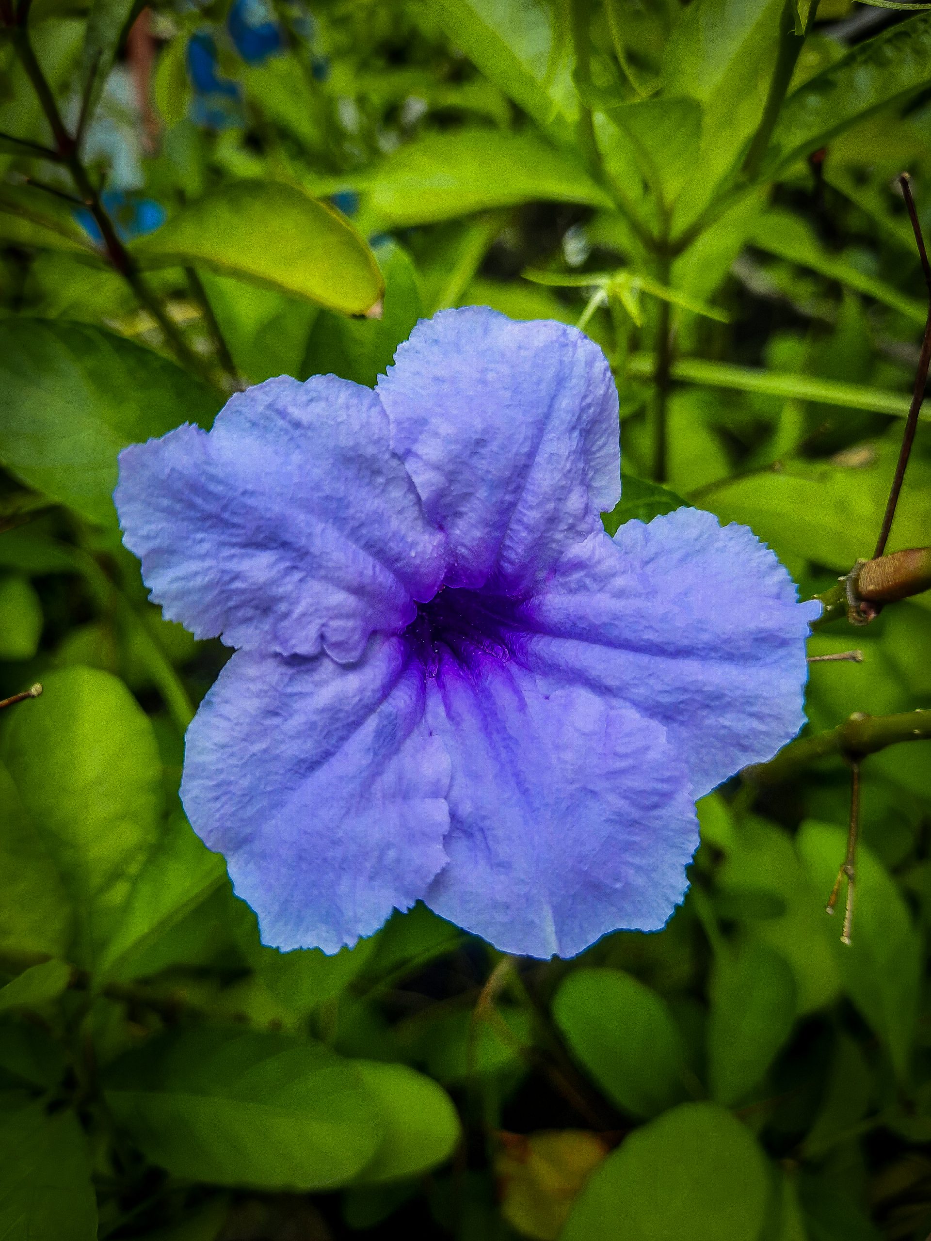 A beautiful violet flower