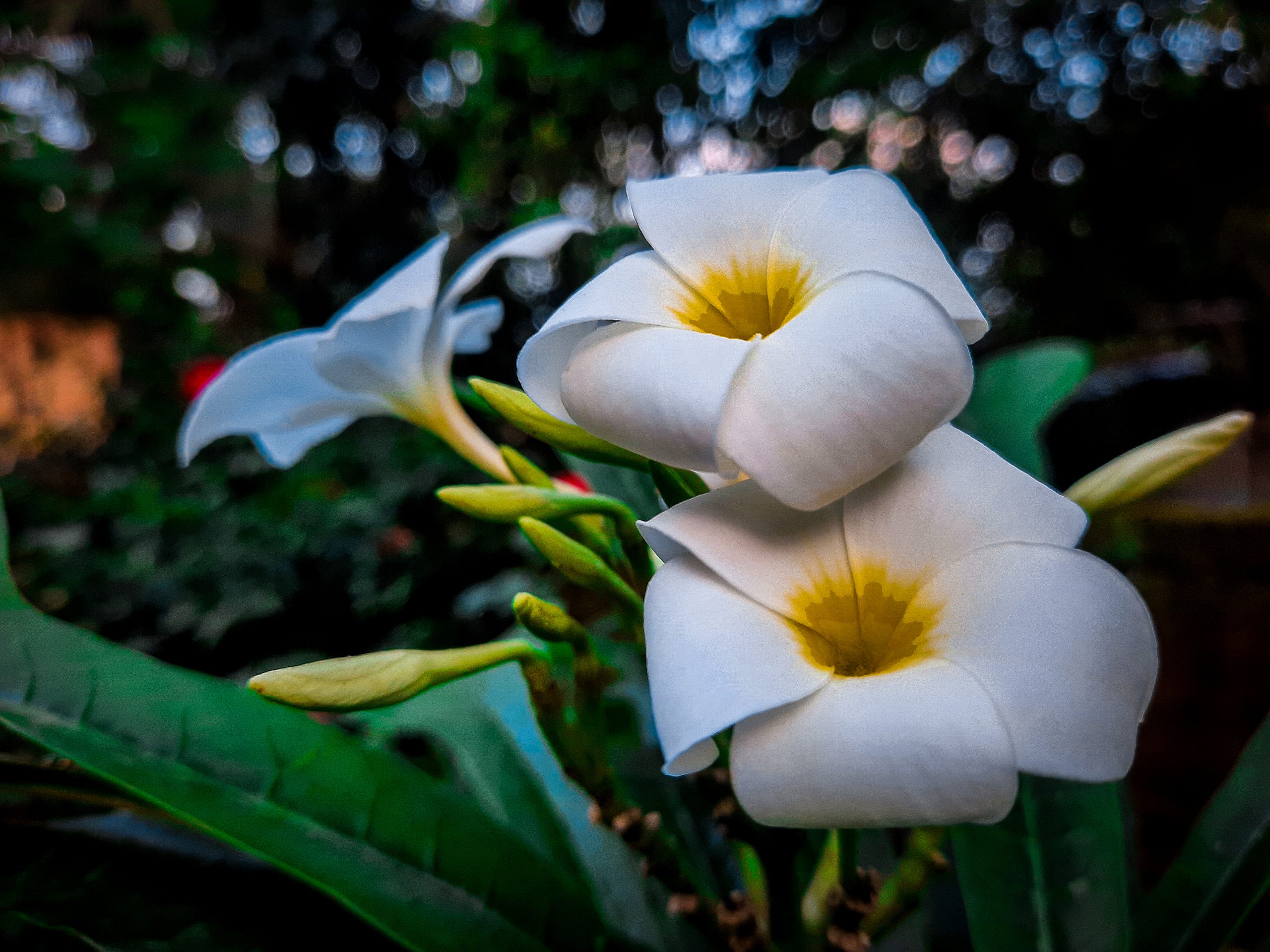 A beautiful white flower