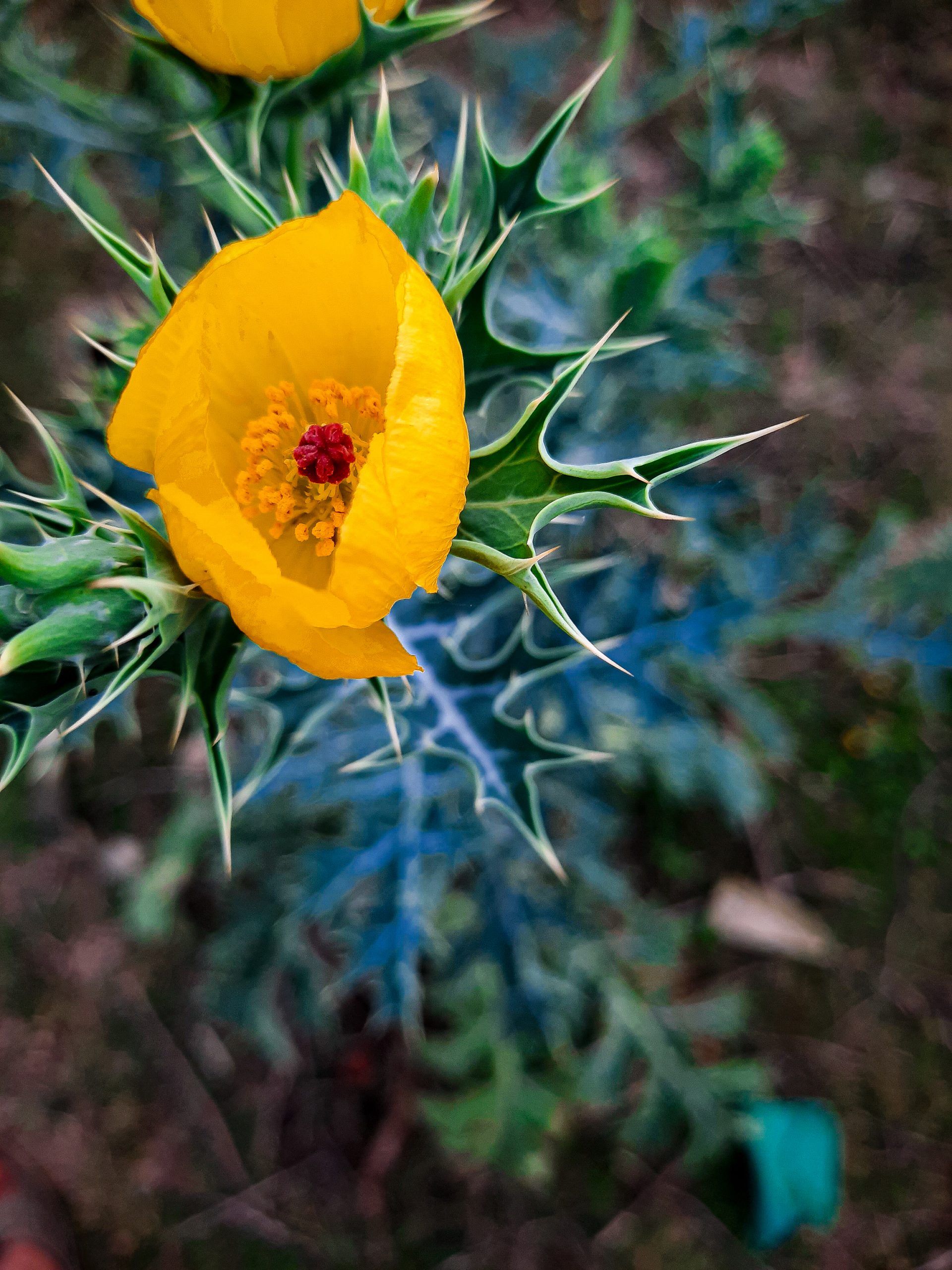 A beautiful yellow flower