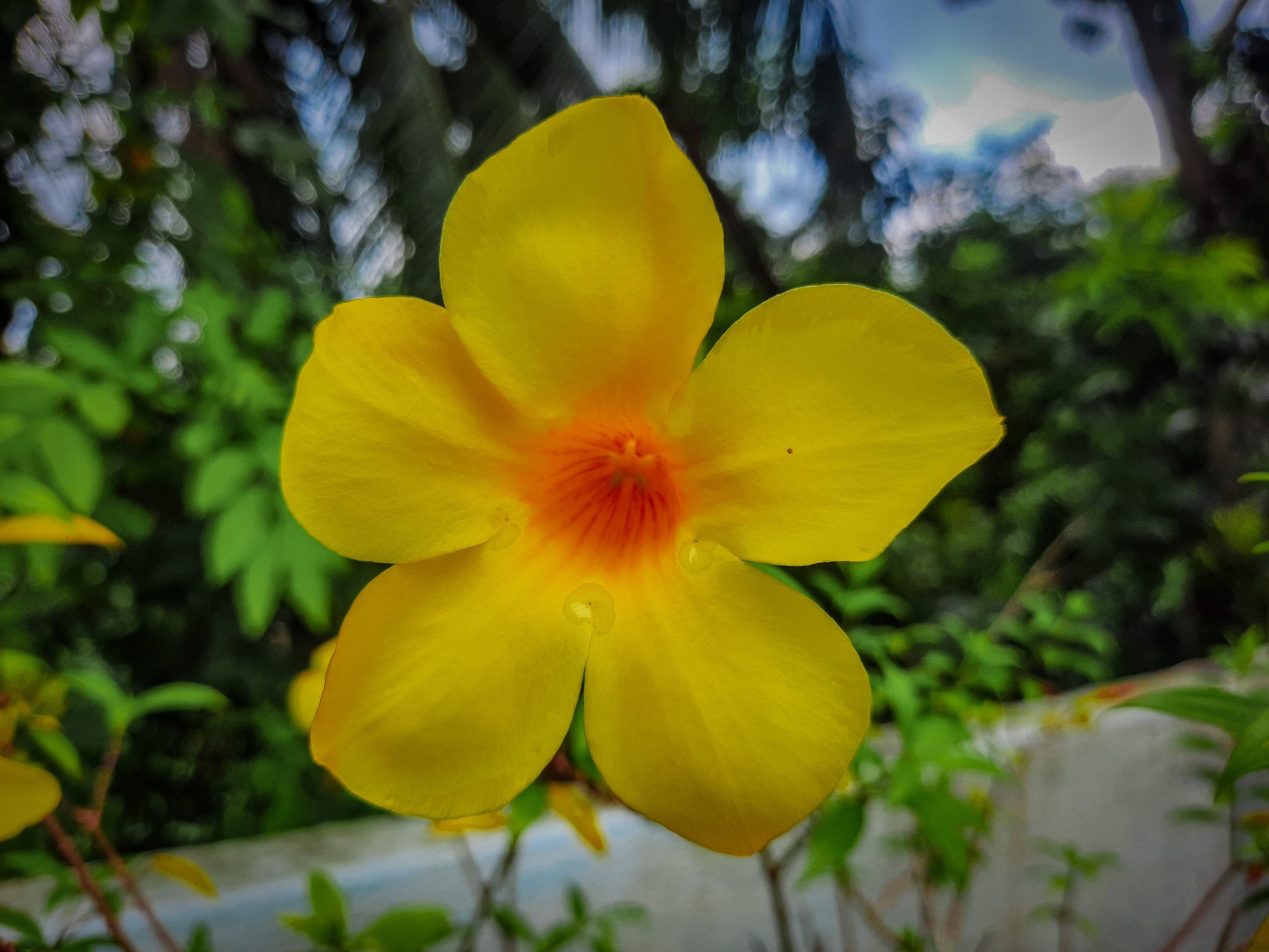 A beautiful yellow flower