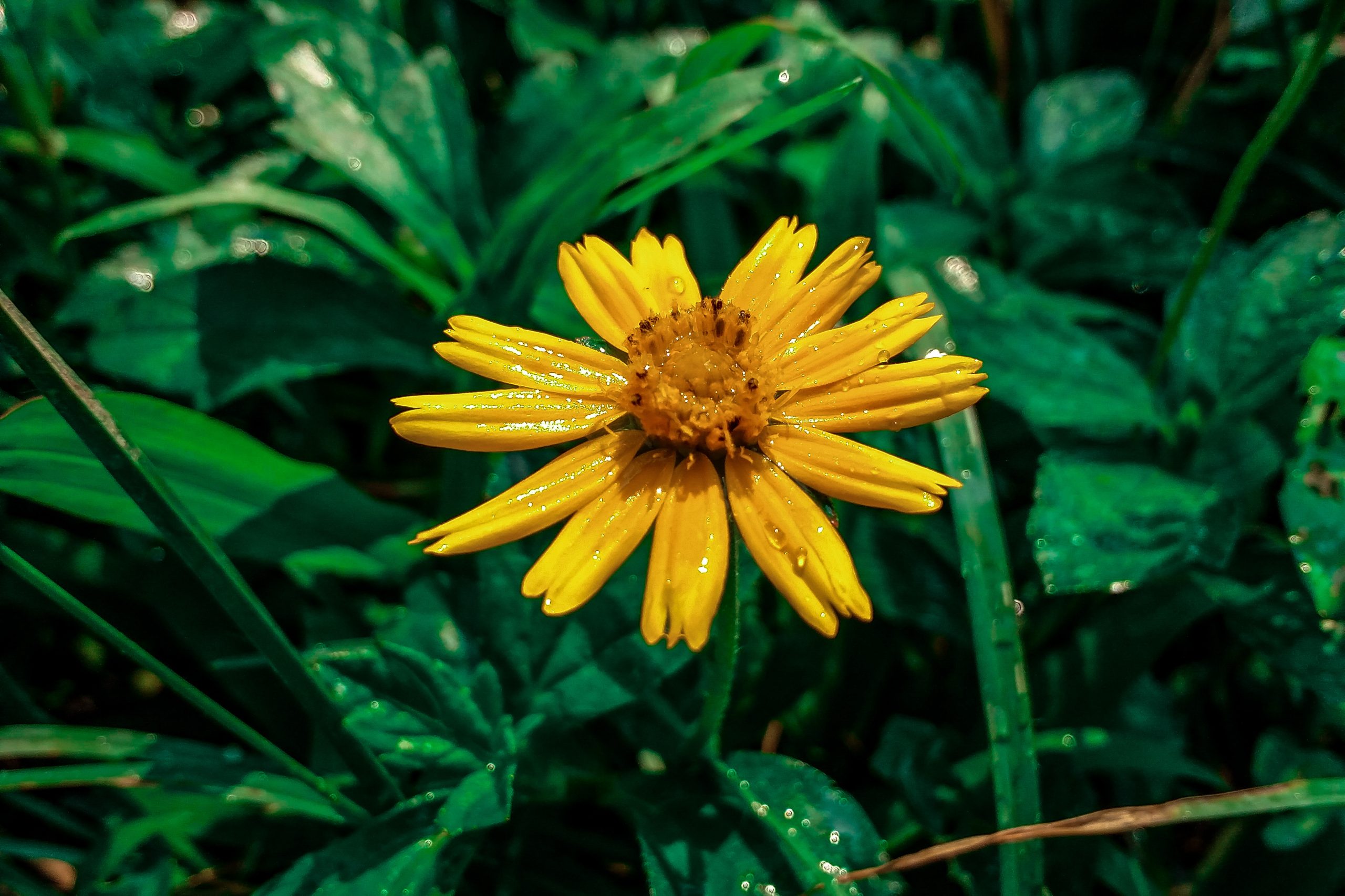 A beautiful yellow flower