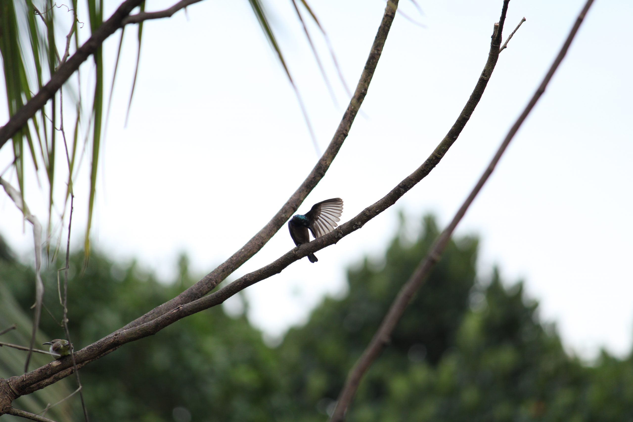 A bird sitting on a tree