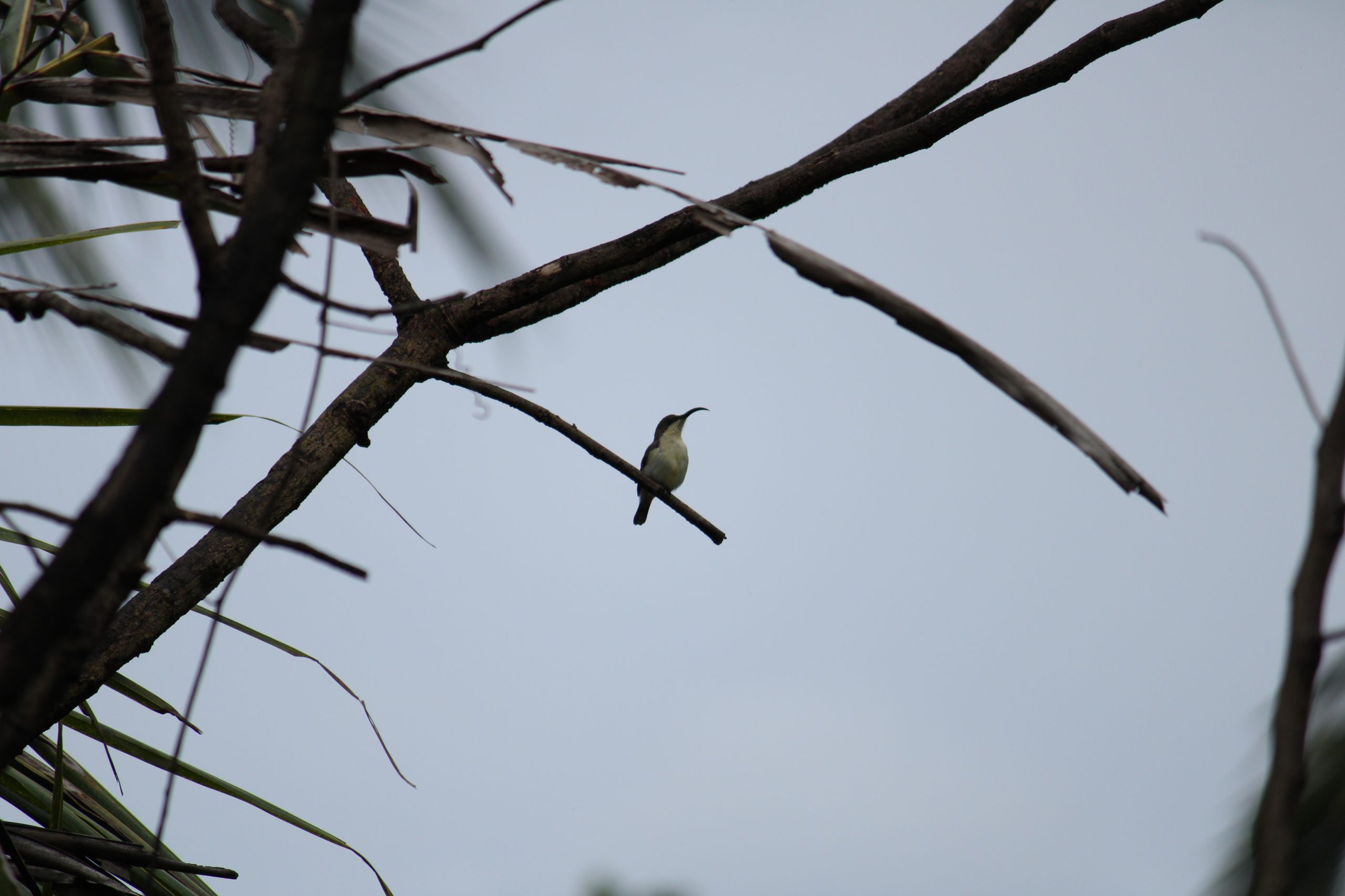 Sitting bird