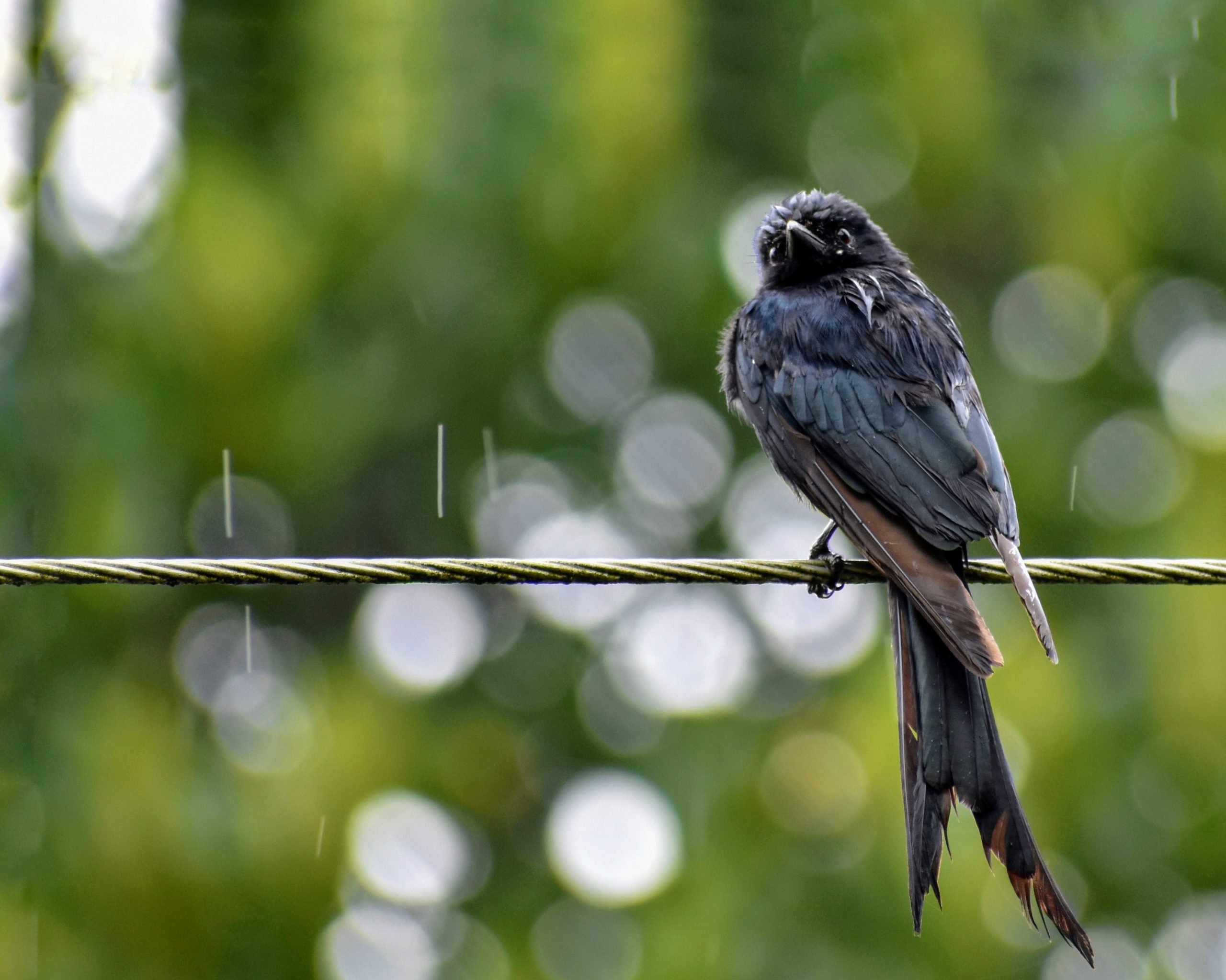 A bird sitting on a wire