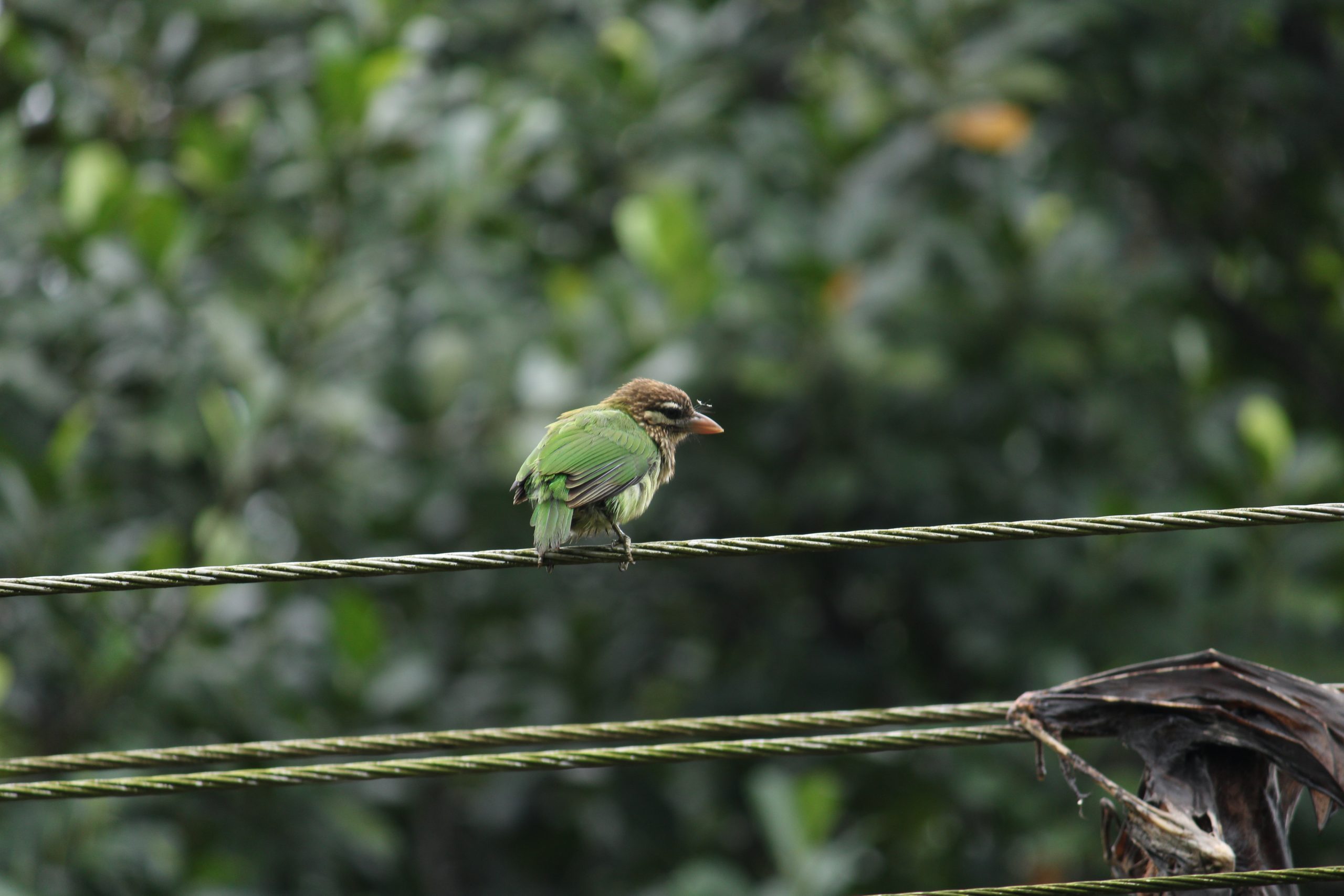 Birds on Electrical Wire