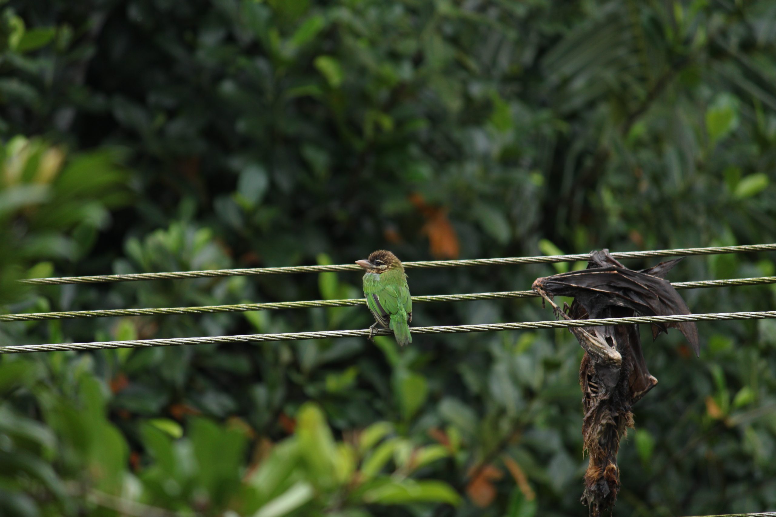 A bird sitting on an electric line
