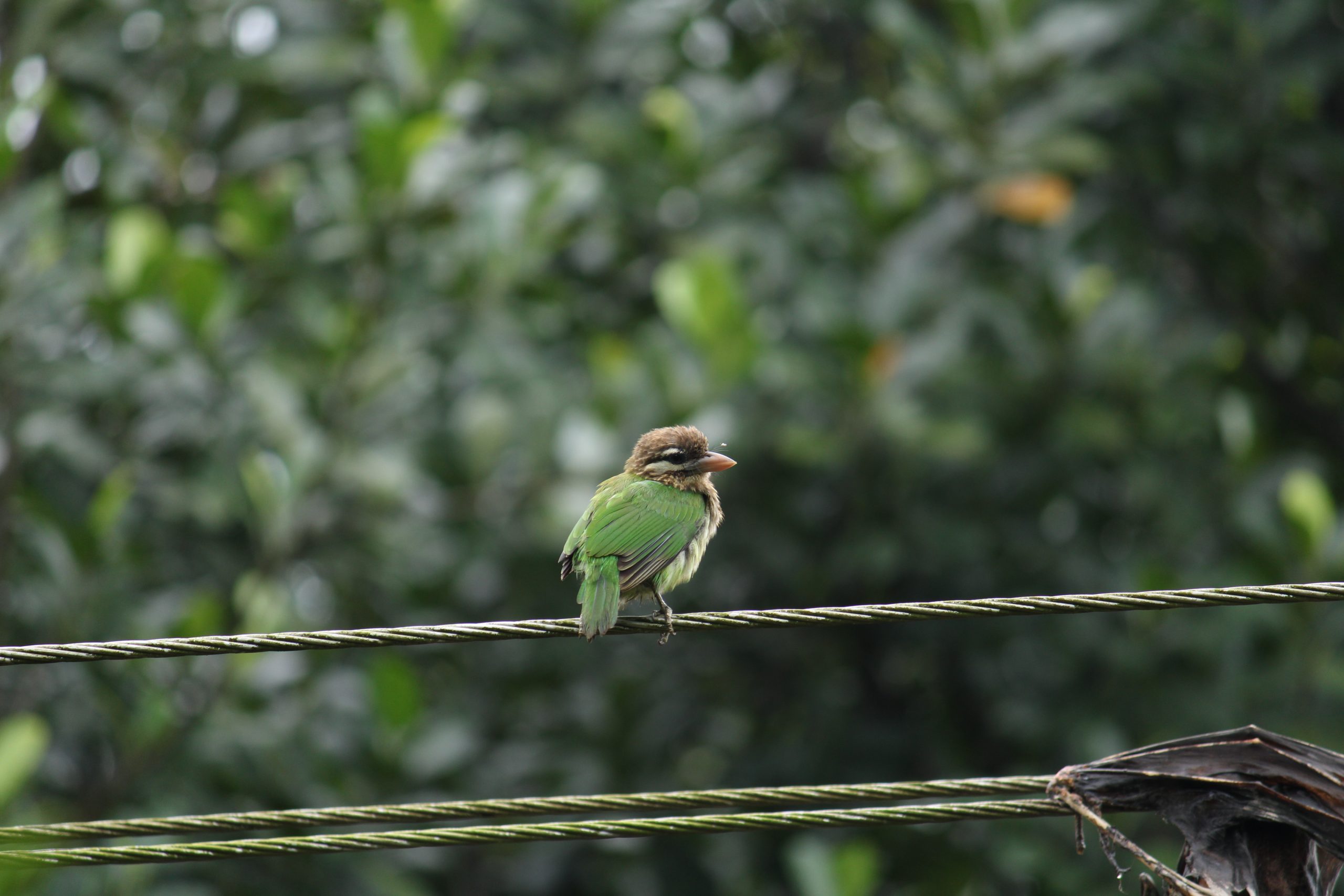 Green Bird