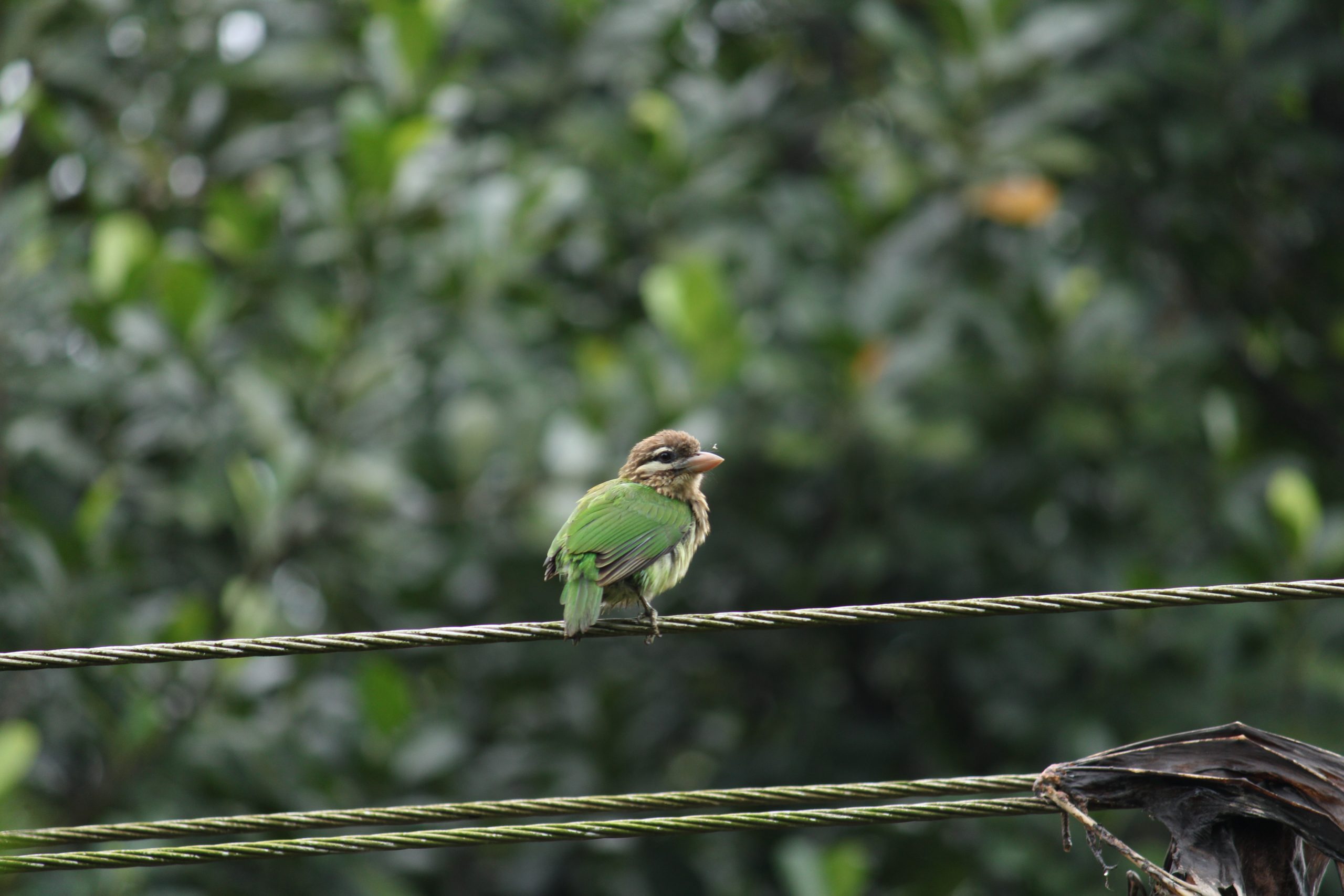 a tiny bird sitting on a wire