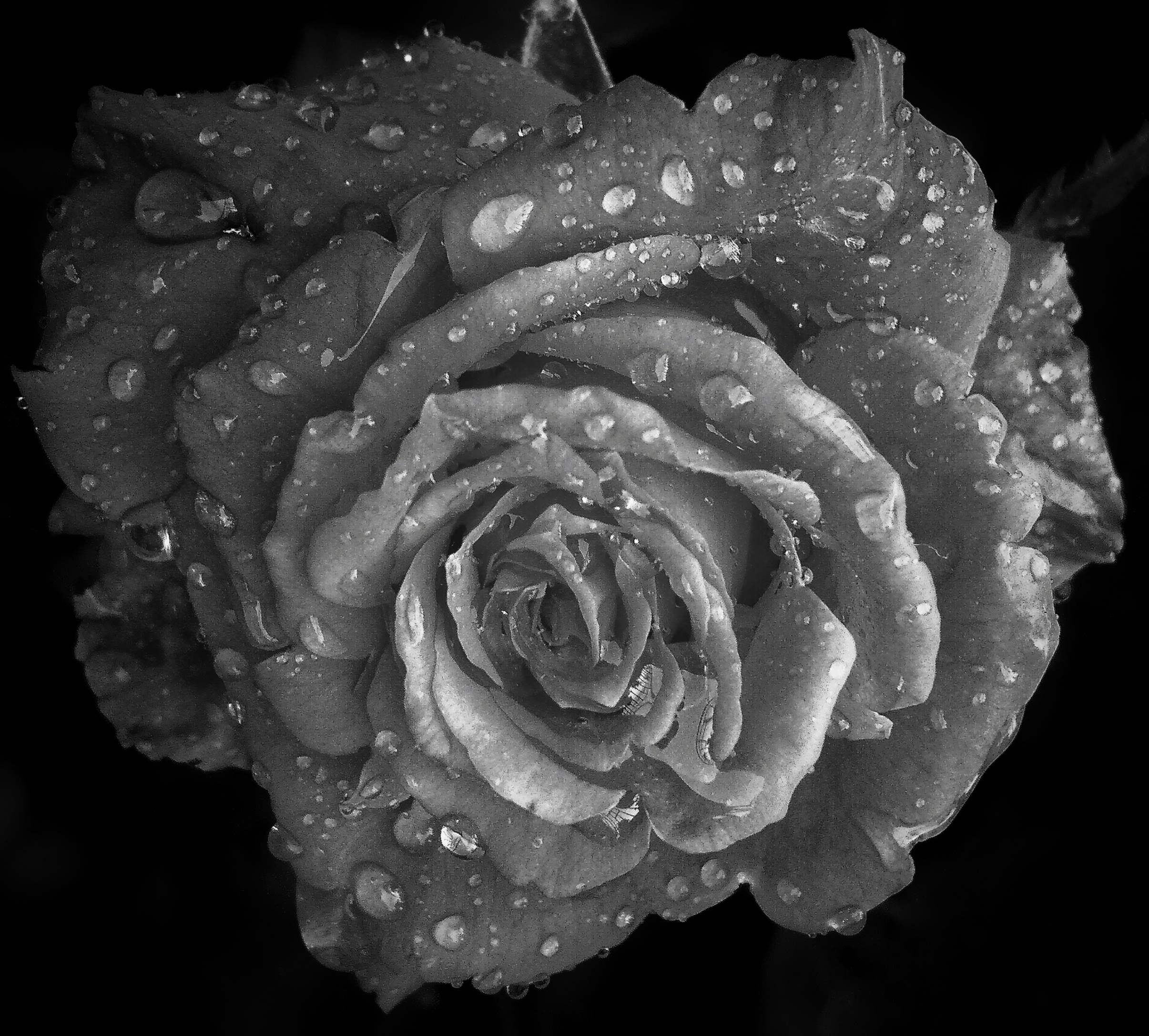 A black and white rose