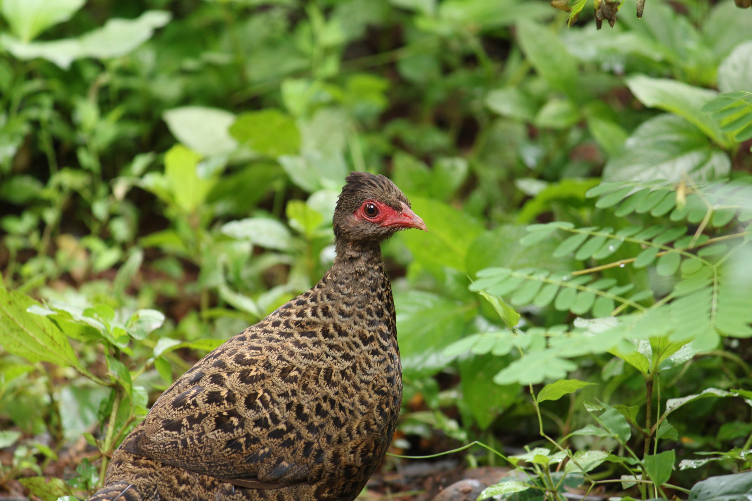 Bird on the Ground