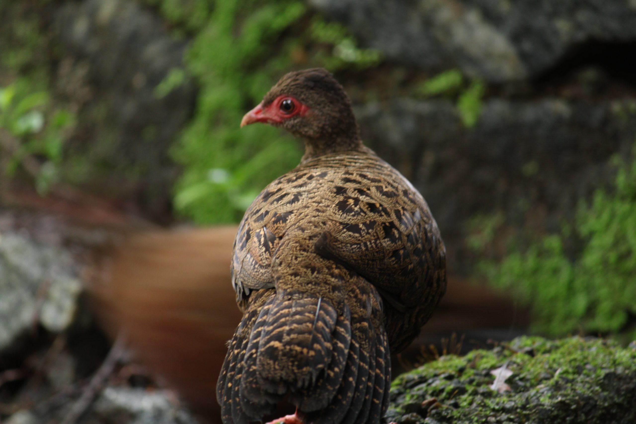 Brown bird