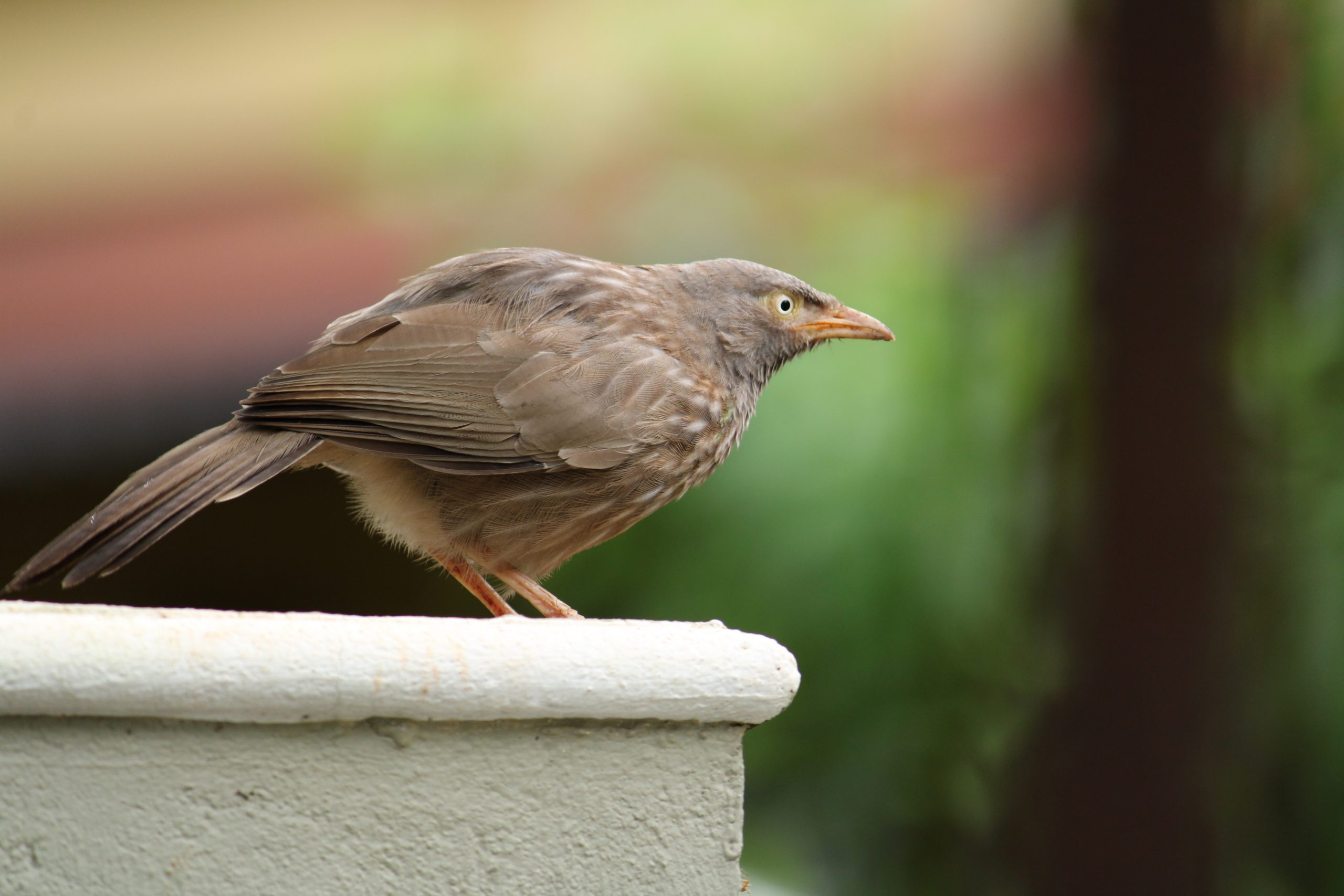 Brown Bird