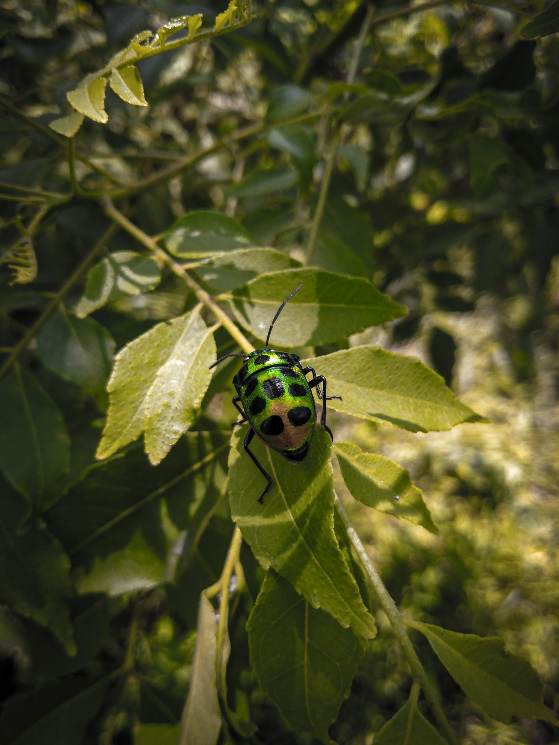 A bug in leaf