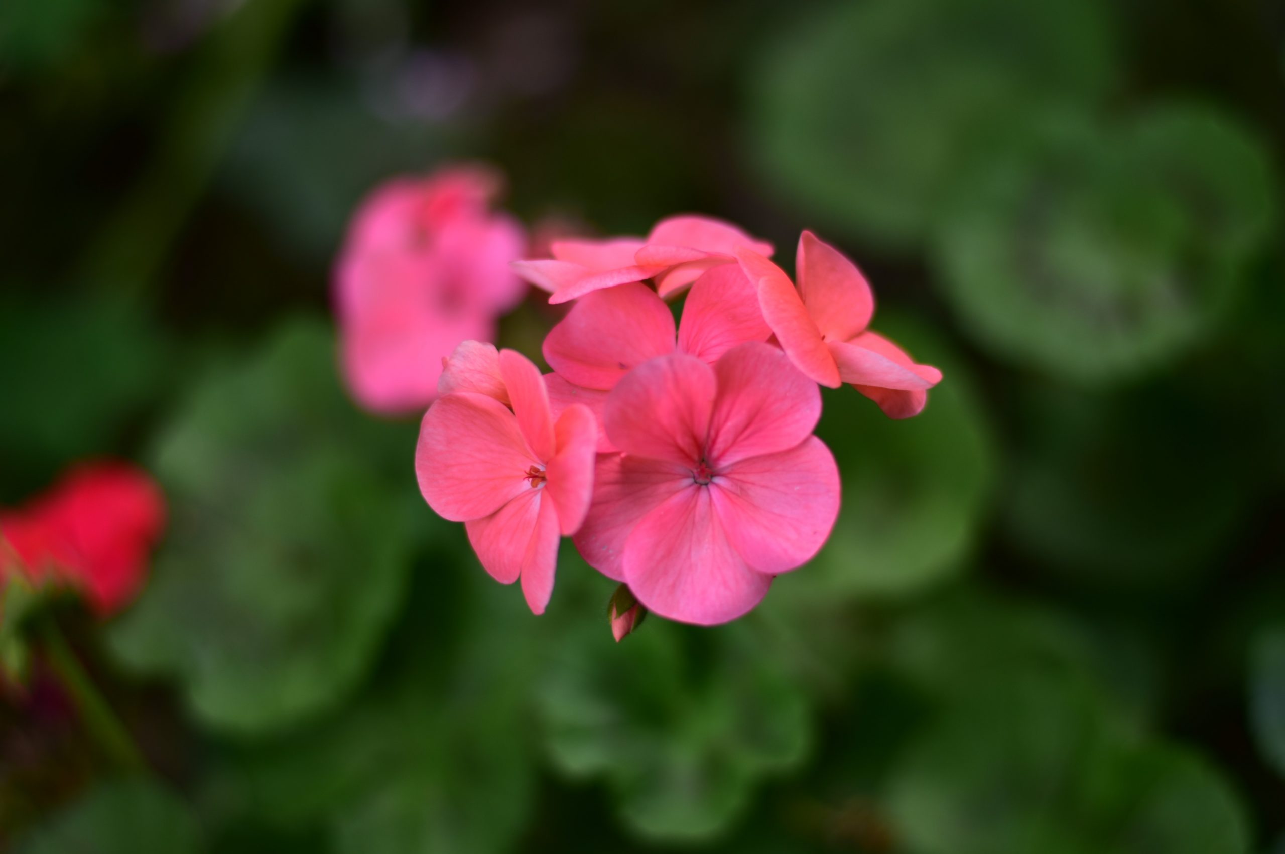 A bunch of pink flowers