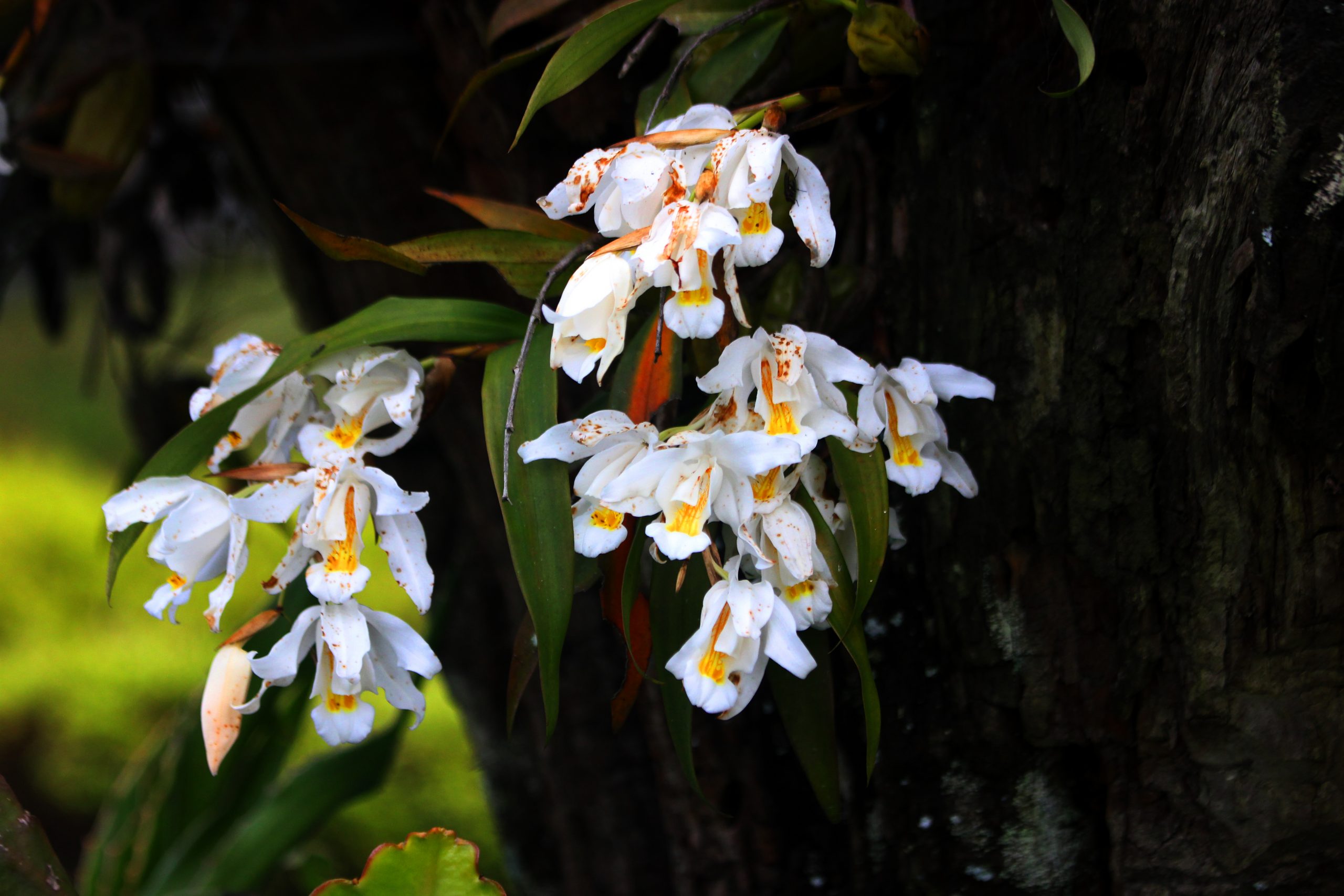 A bunch of white flowers