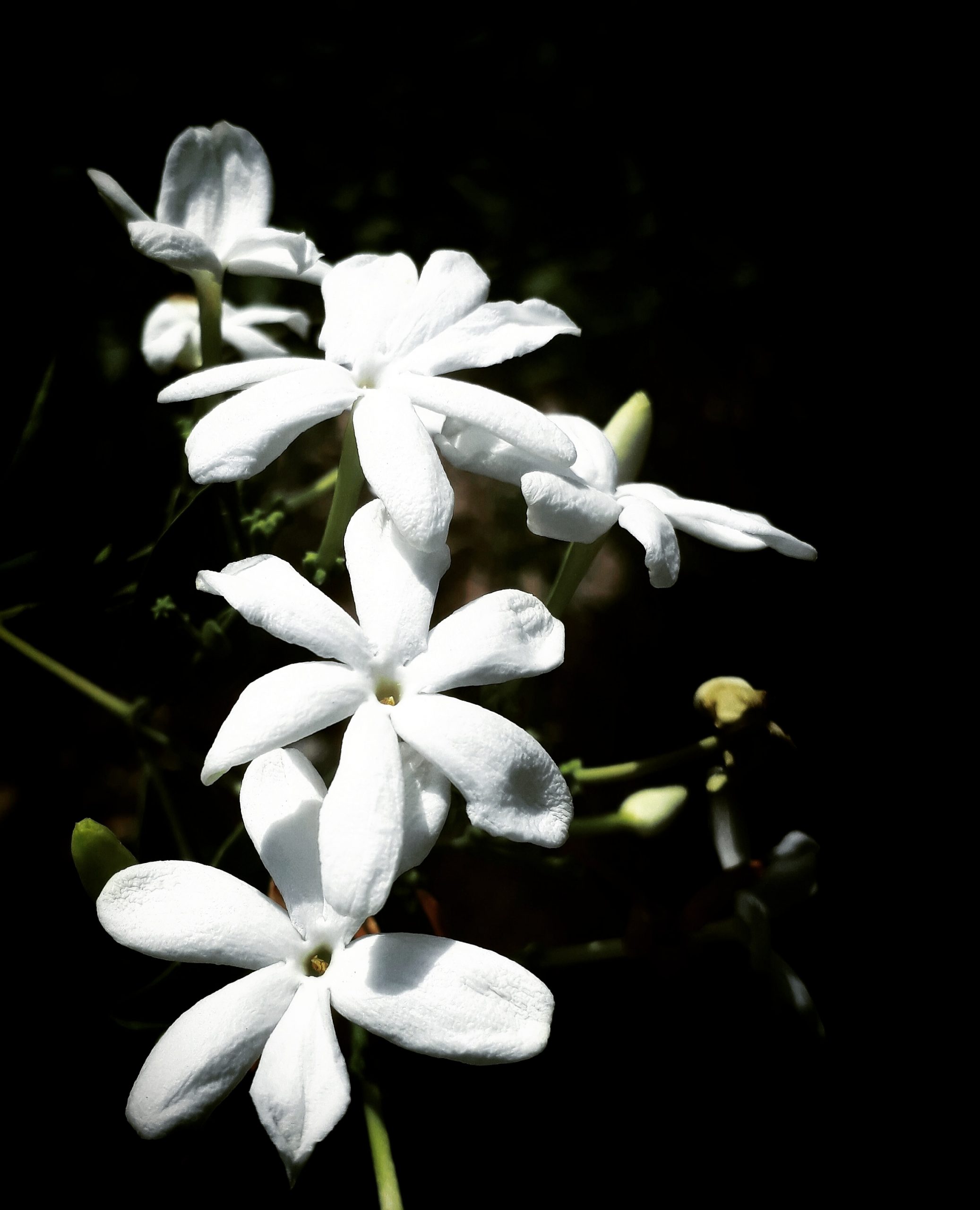 A bunch of white flowers