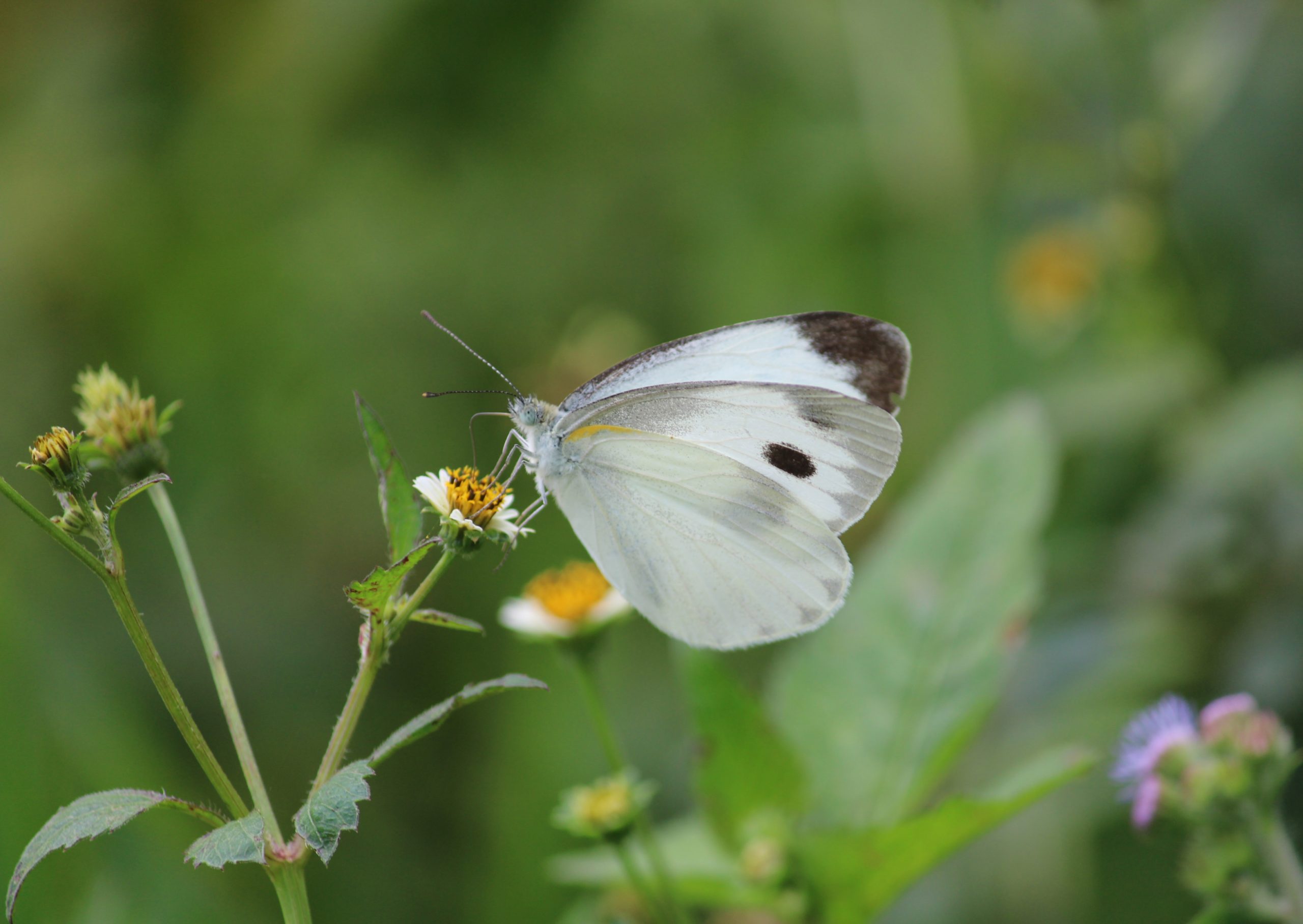 A butterfly on a flower