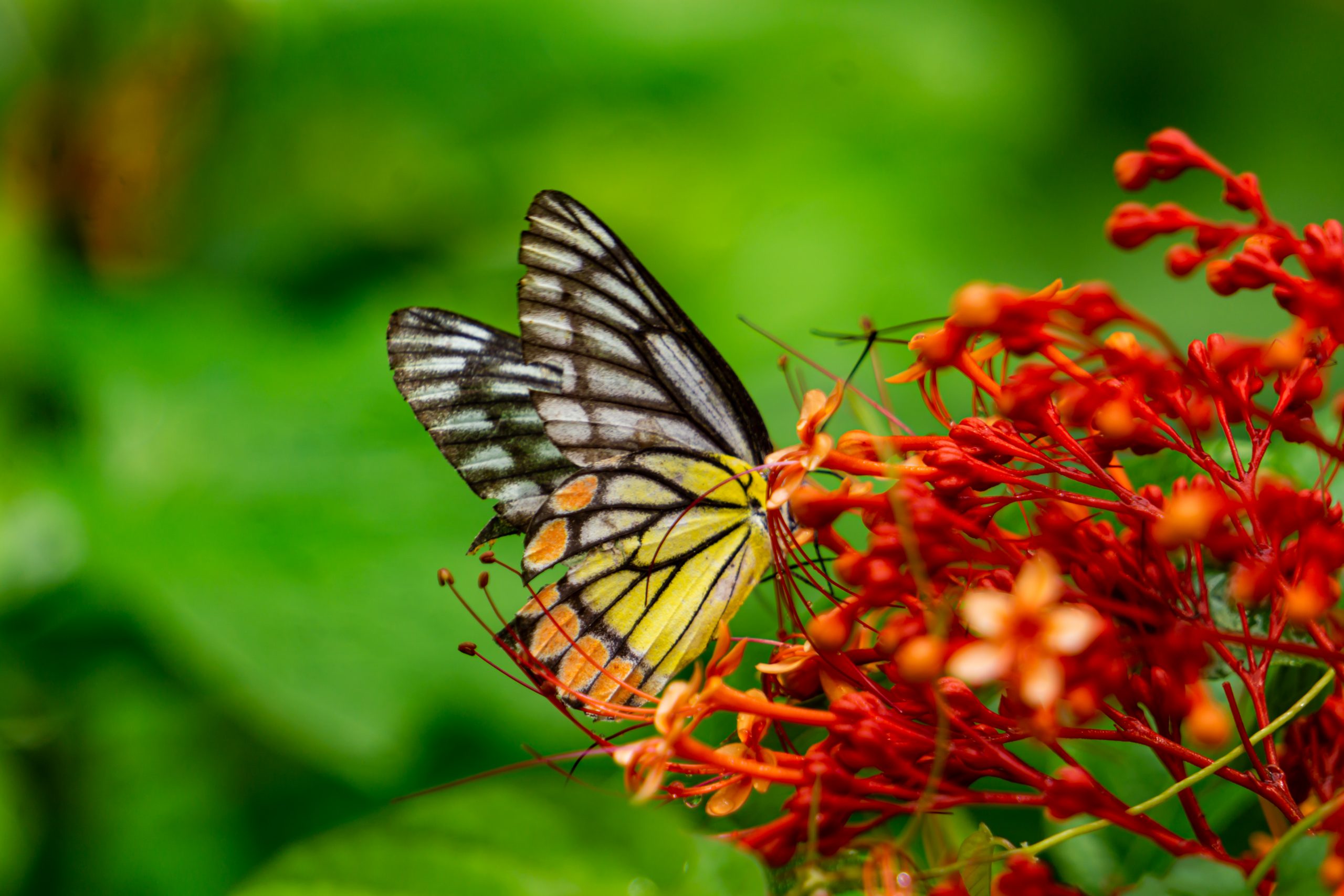 A butterfly on a flowering plant