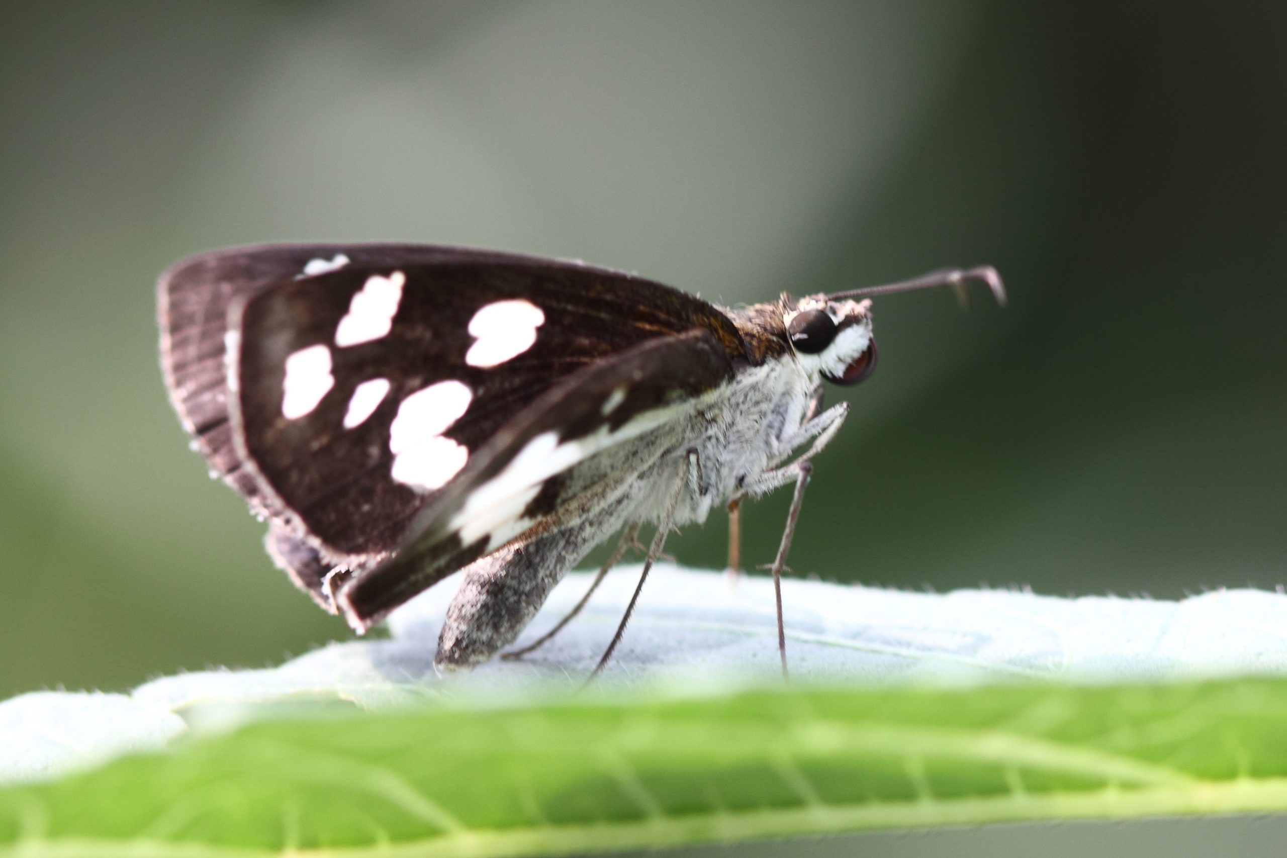 A butterfly on a leaf