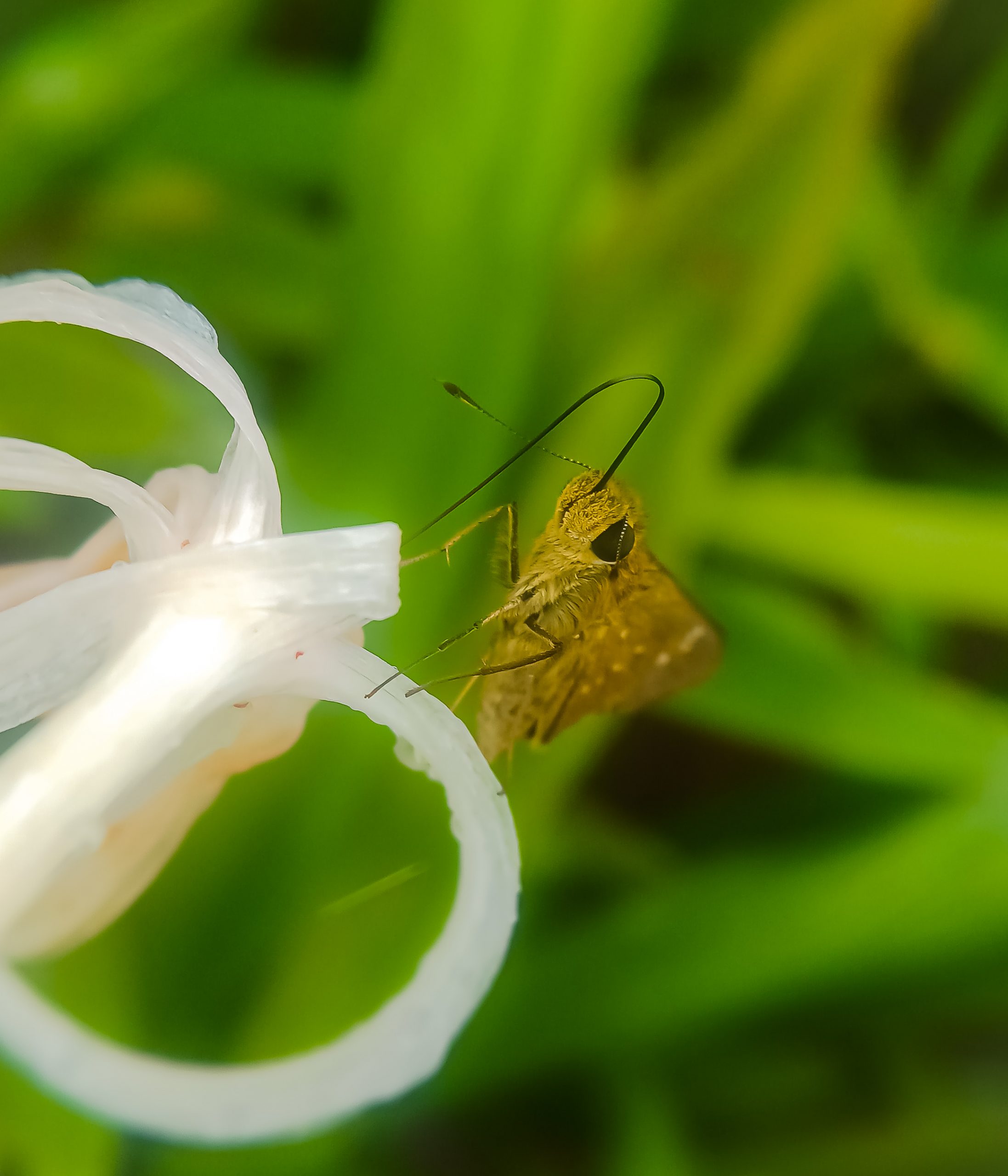 A butterfly on a plant