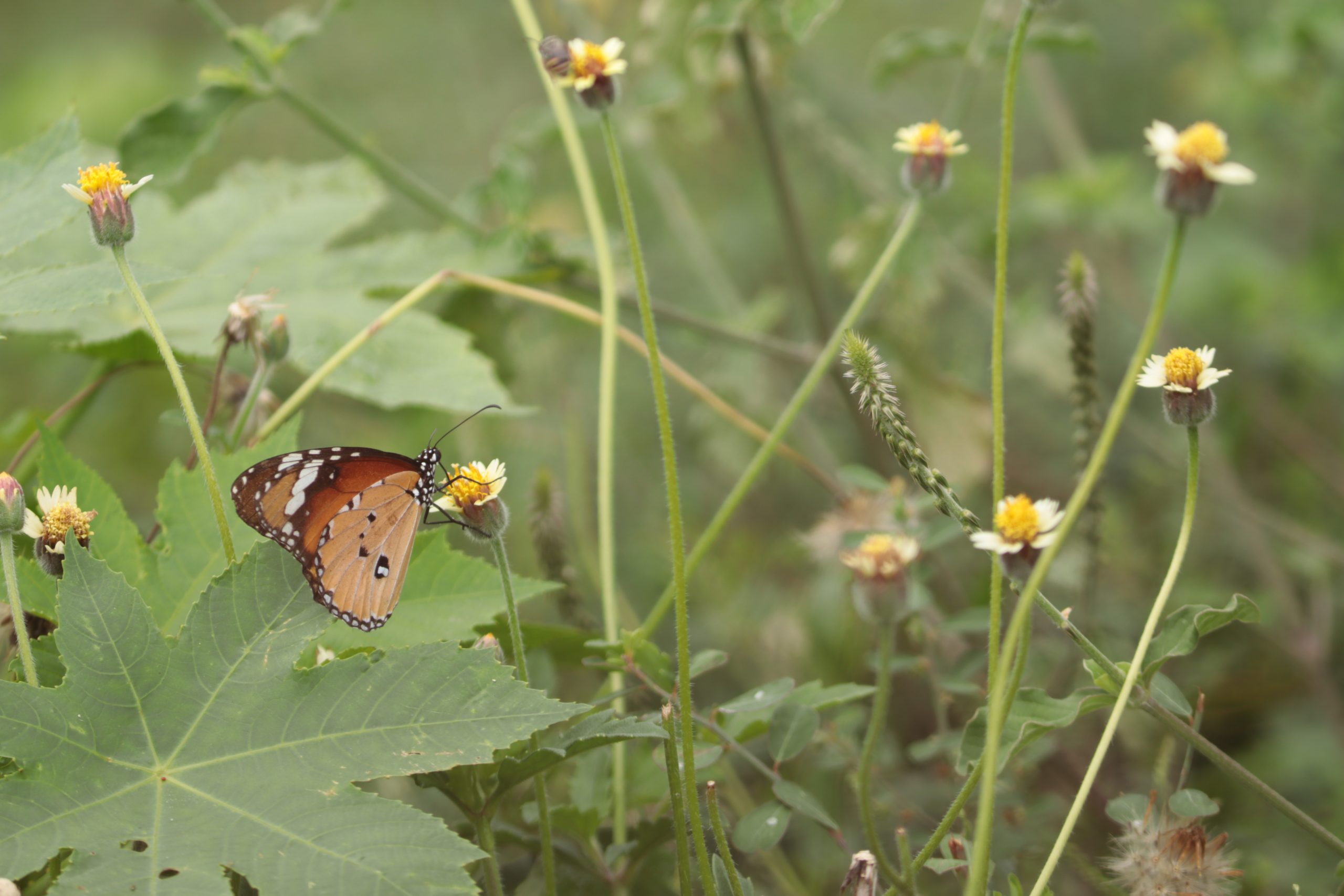 A butterfly on flower buds