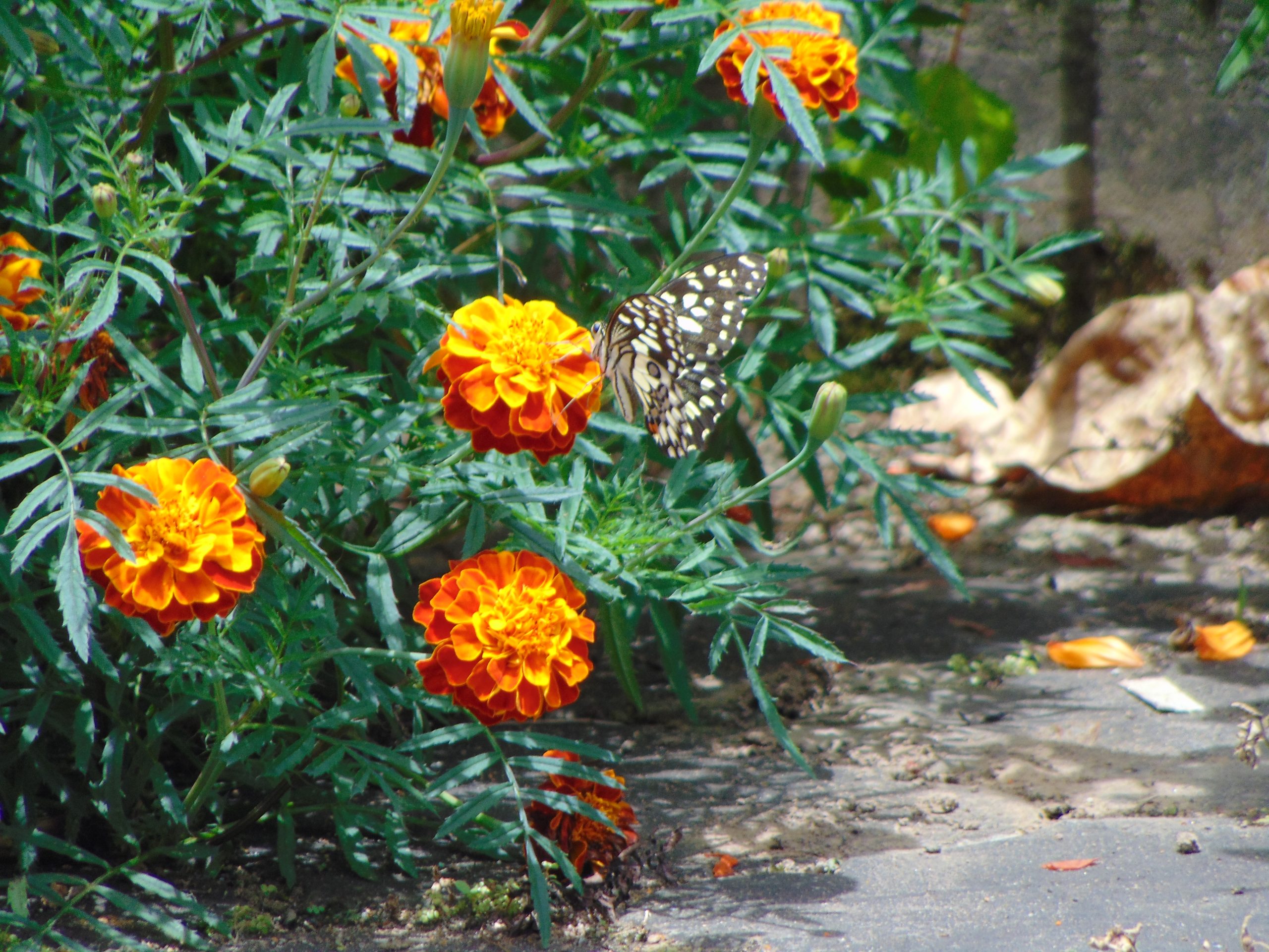 A butterfly on marigold flowers