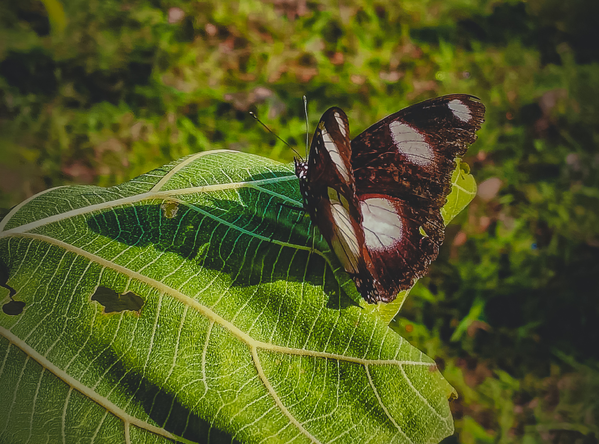 A butterfly sitting on leaf